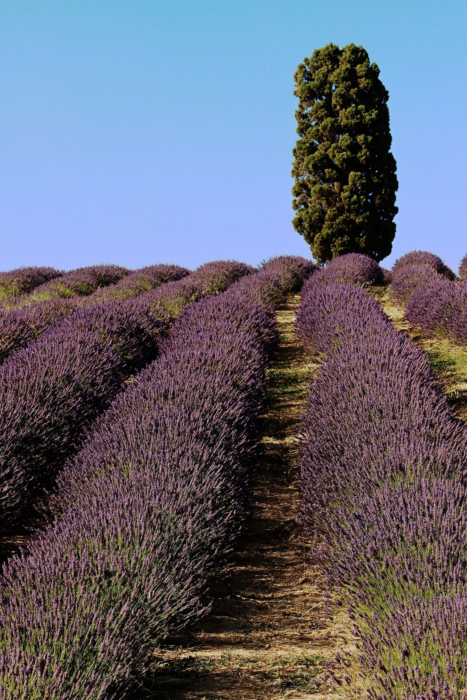 Lavanda in Toscana