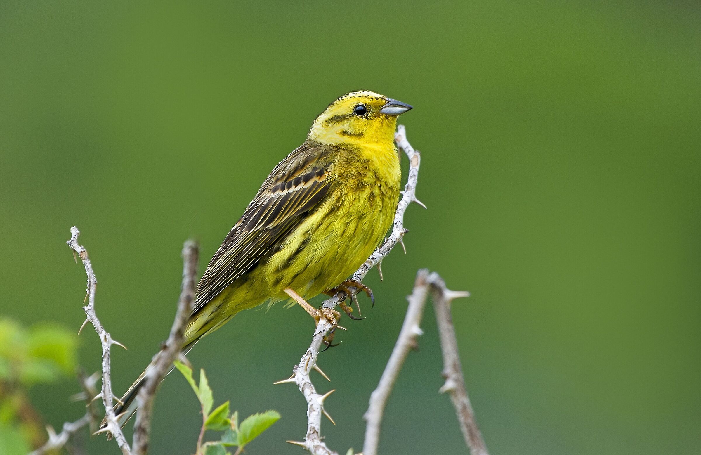yellowhammer