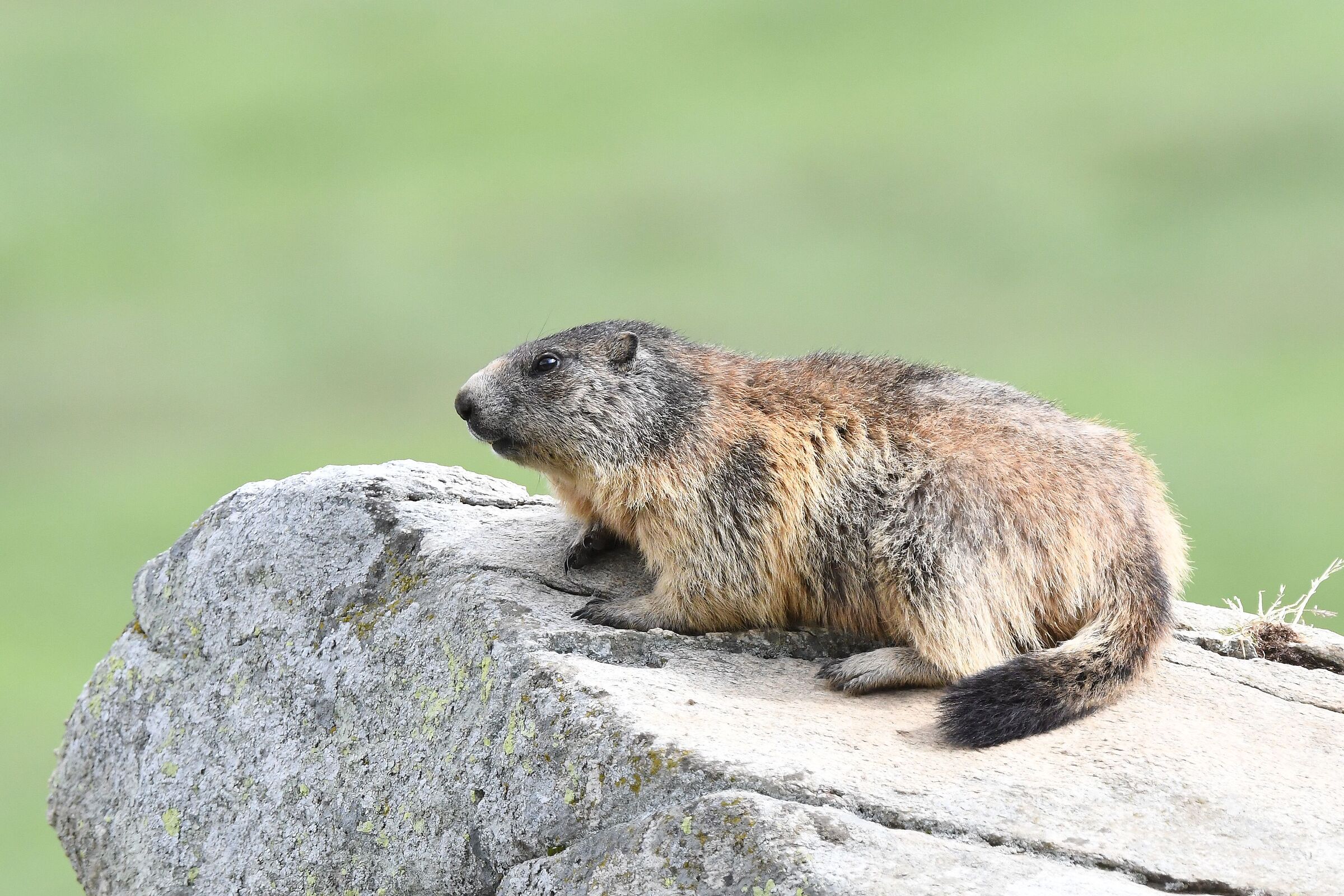 marmotta