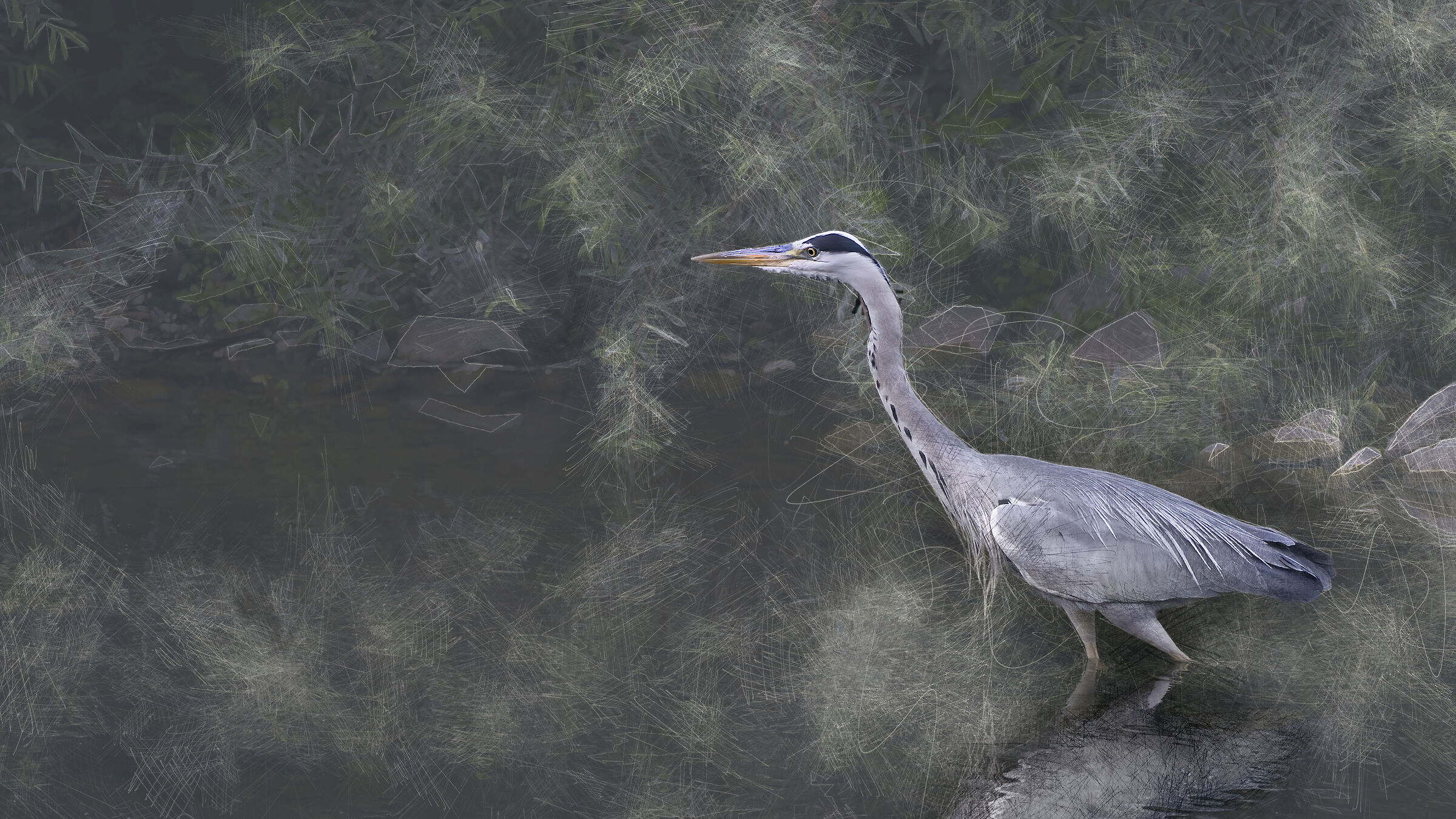 grey heron