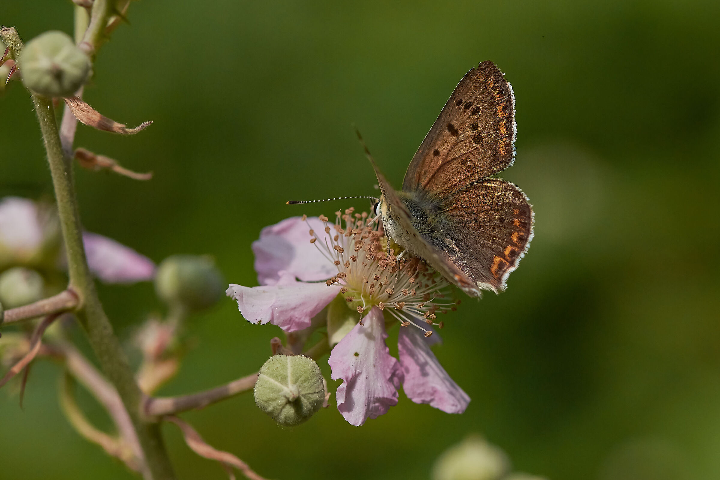 Lycaena thersamon