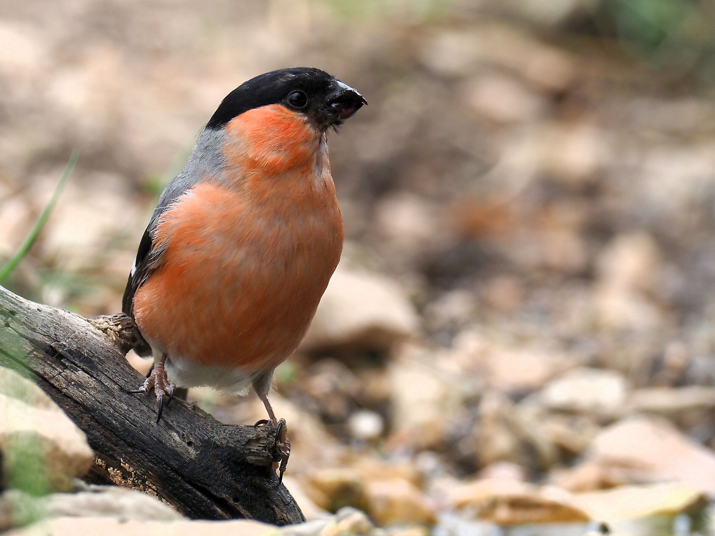 Eurasian bullfinch
