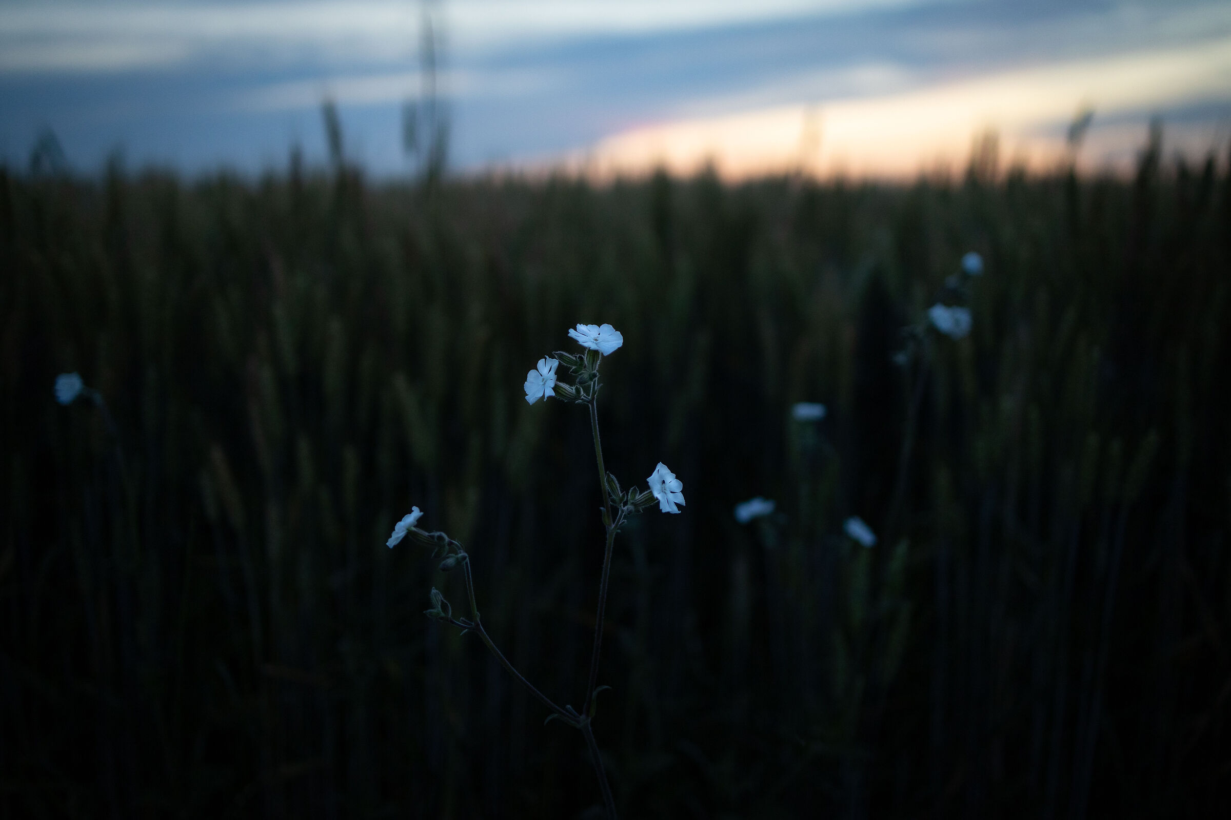 Al tramonto