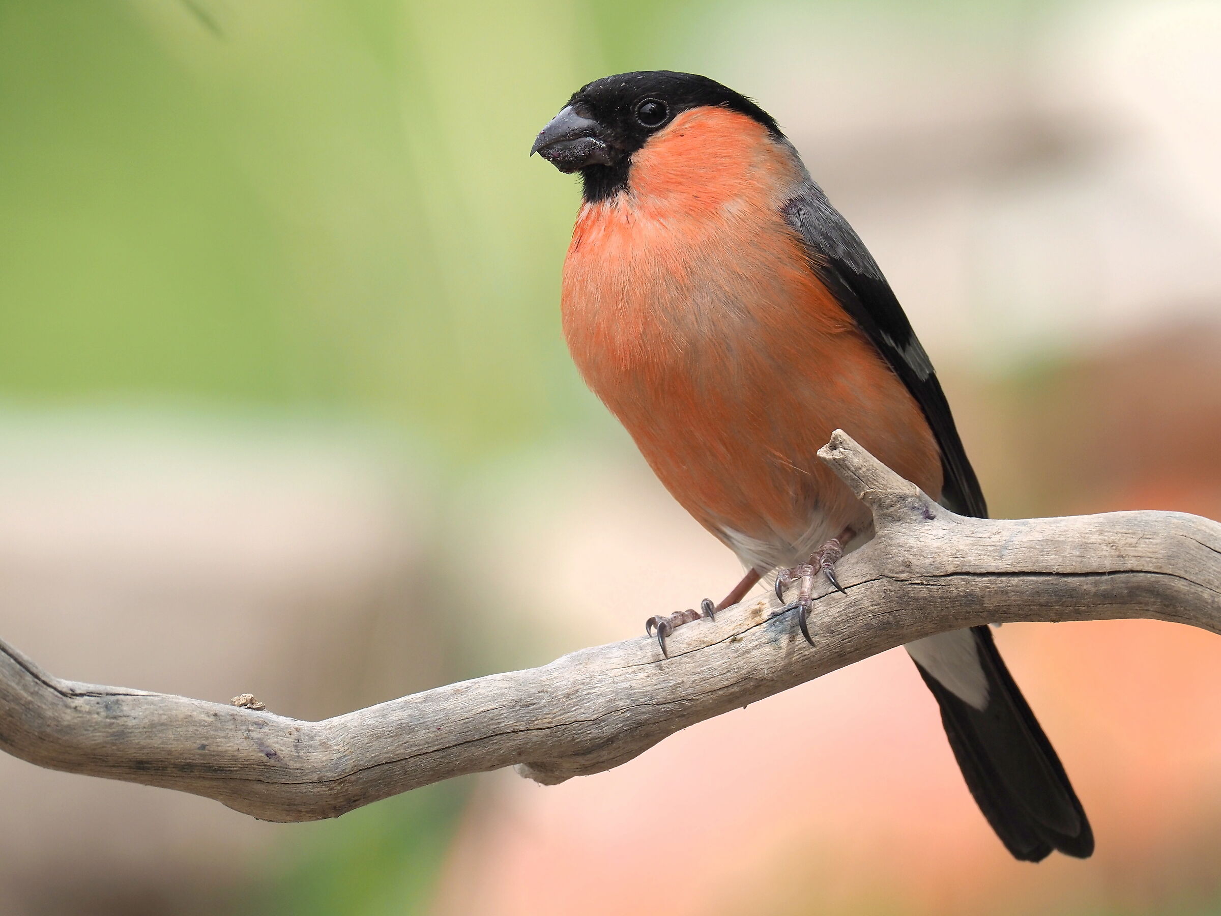 Eurasian bullfinch