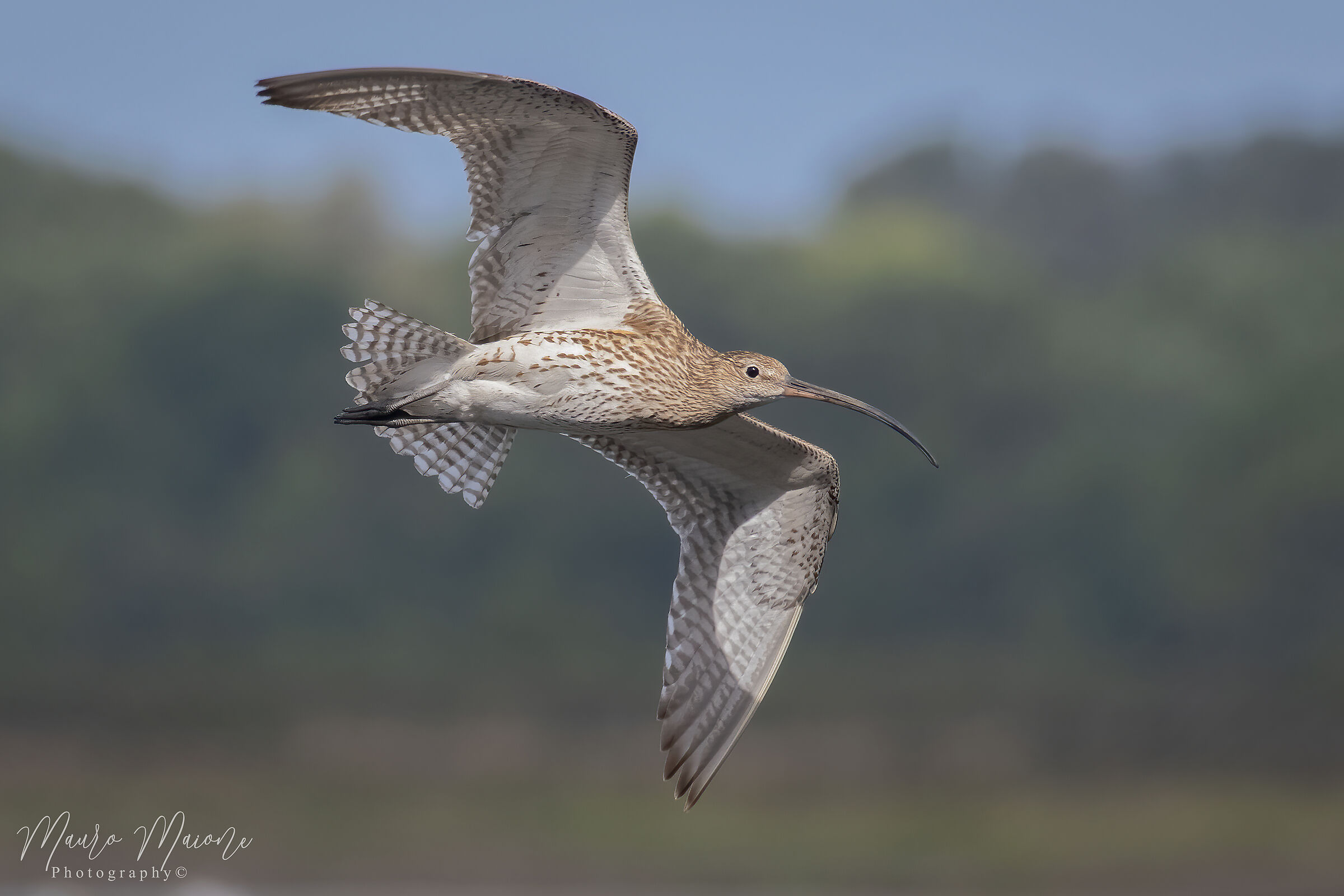 Chiurlo maggiore (Numenius arquata)