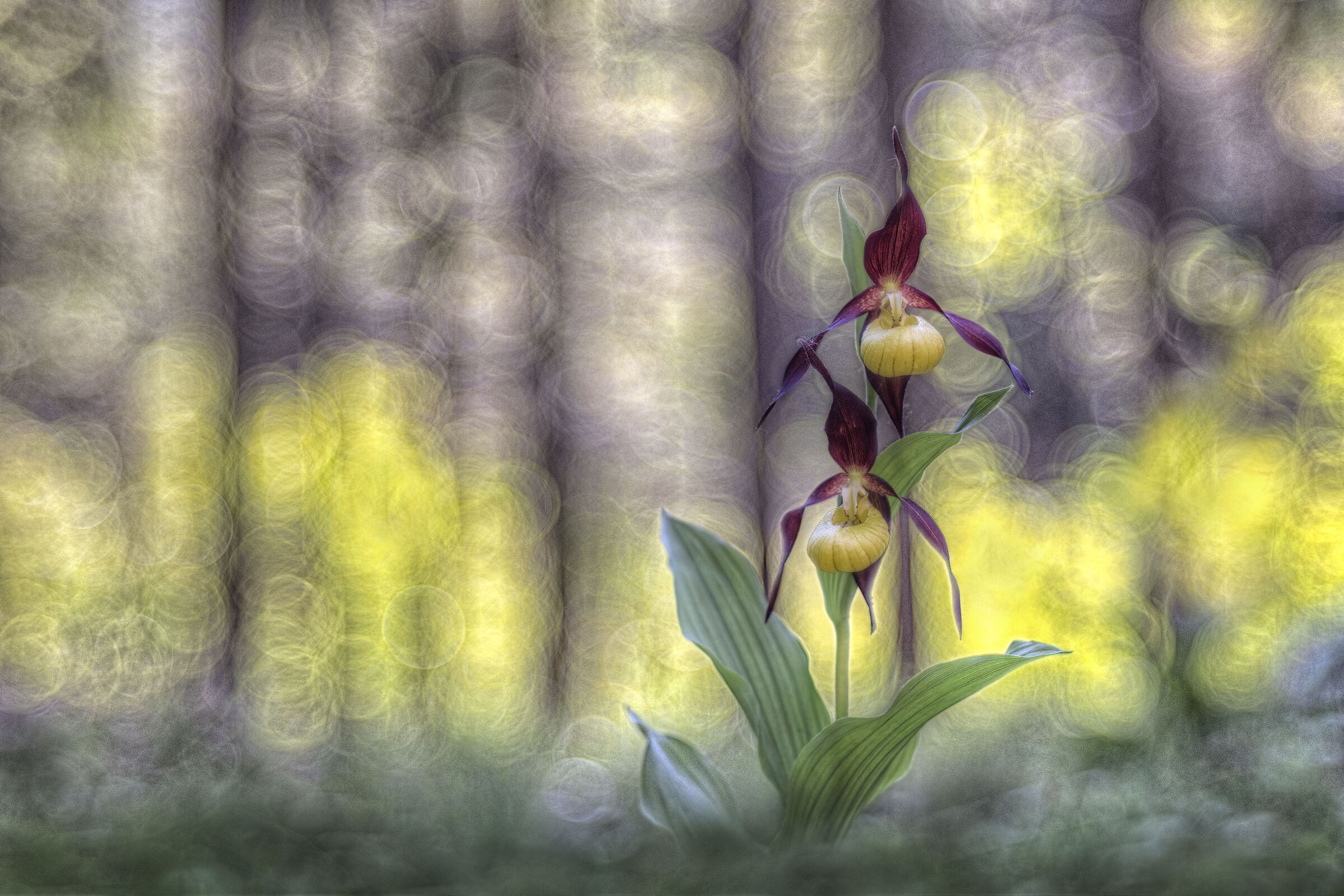 suspended on a cloud