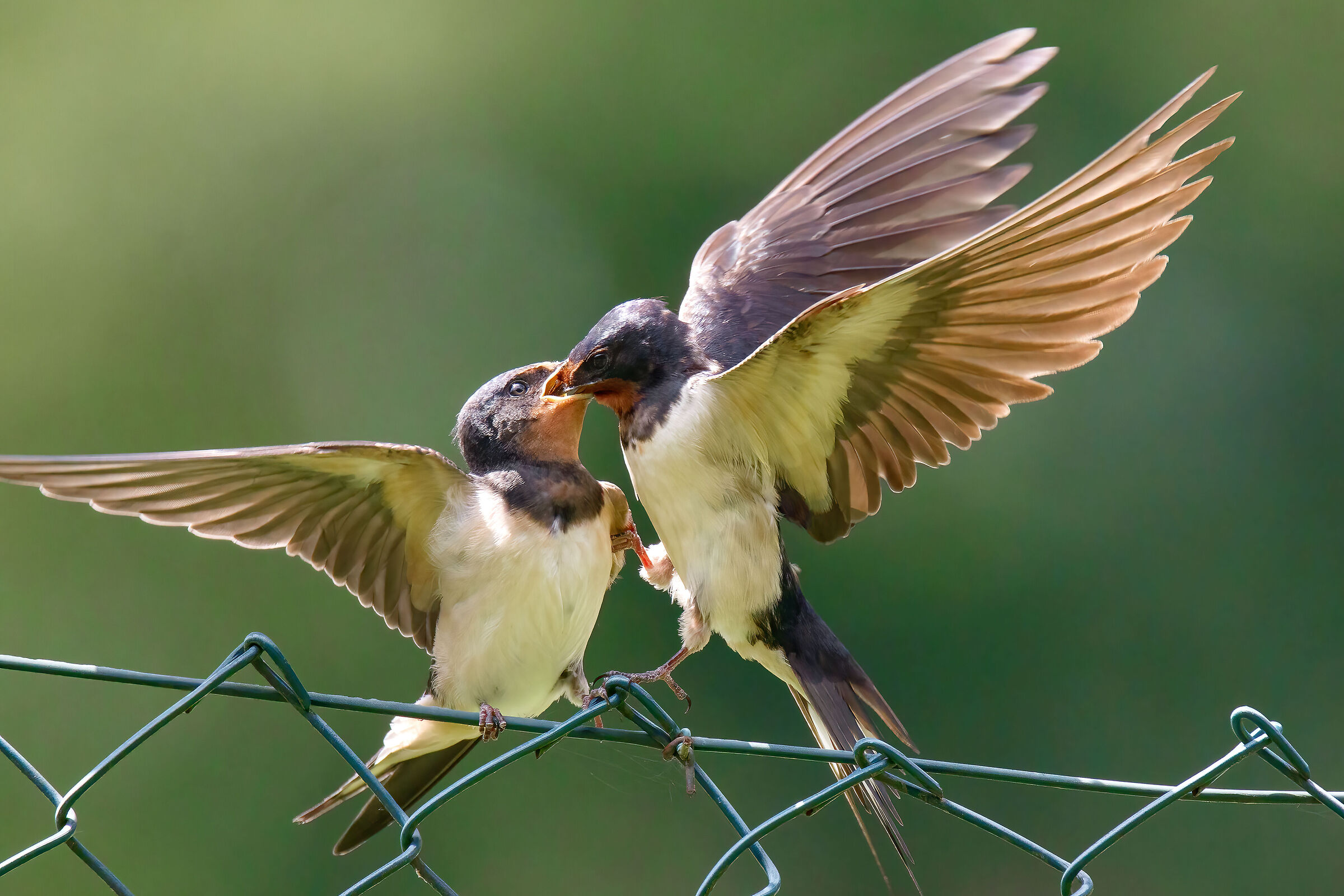 rondine coppia in alimentazione 1