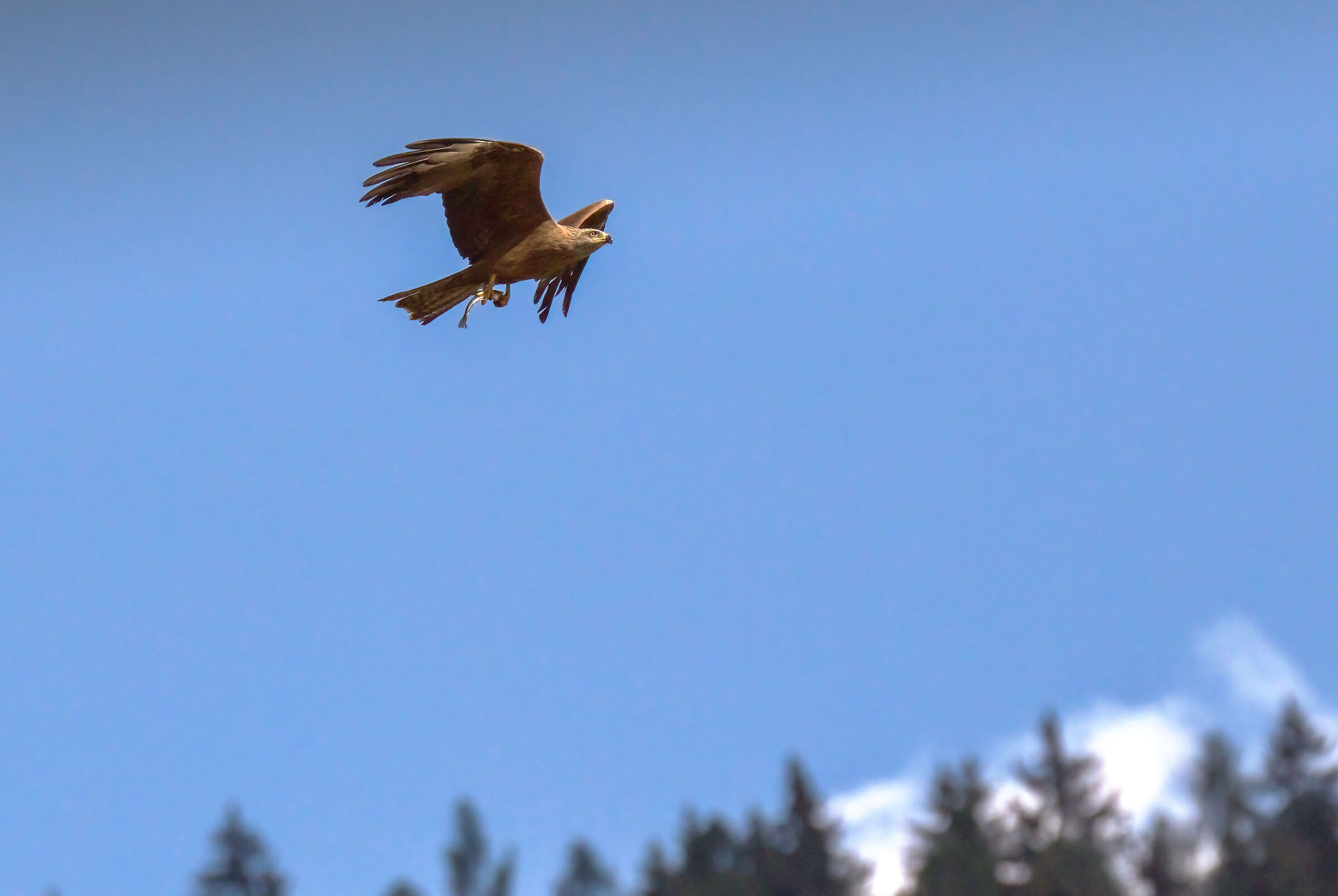 Nibbio bruno con preda