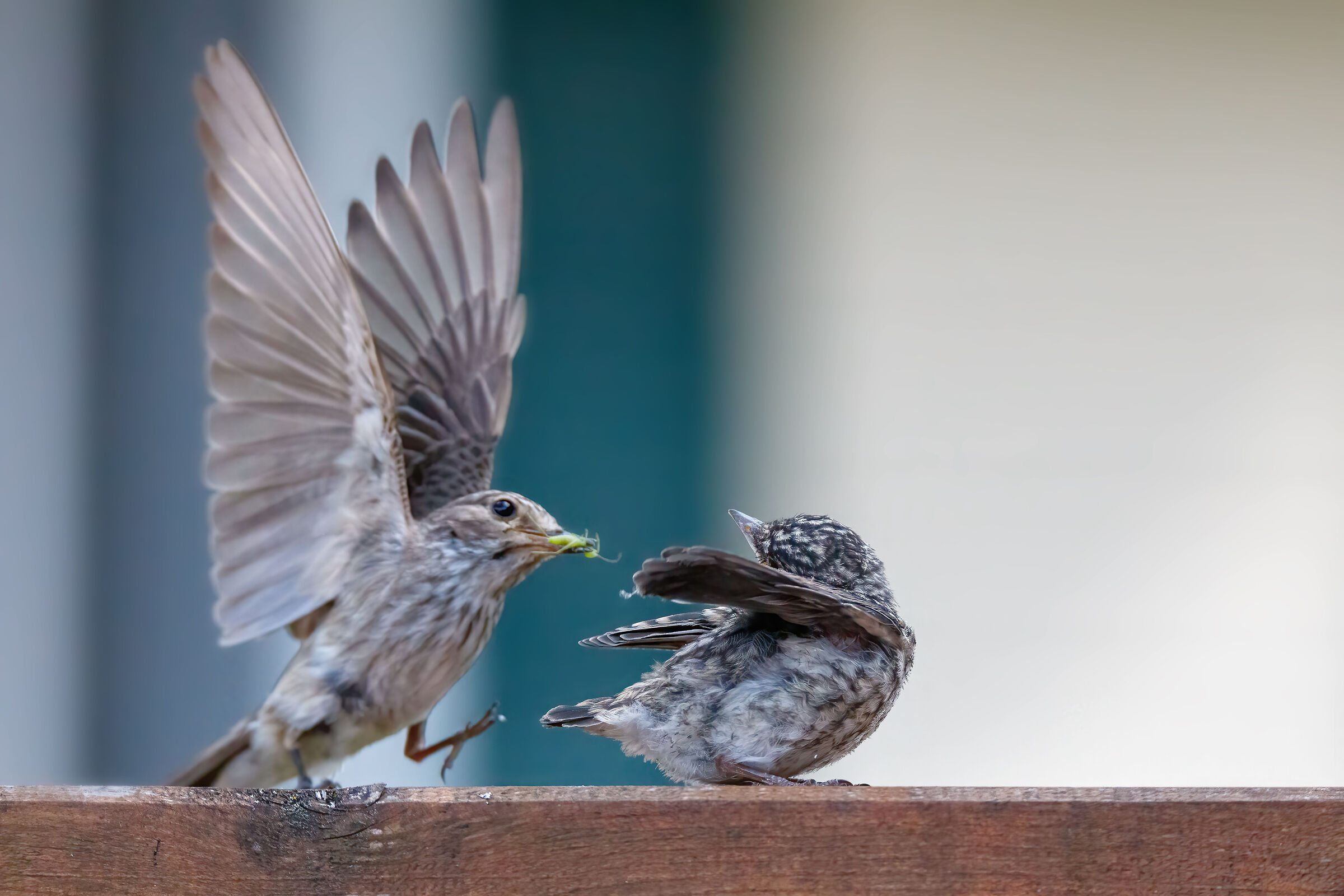 Pigliamosche - madre nutre pullo dopo il primo volo