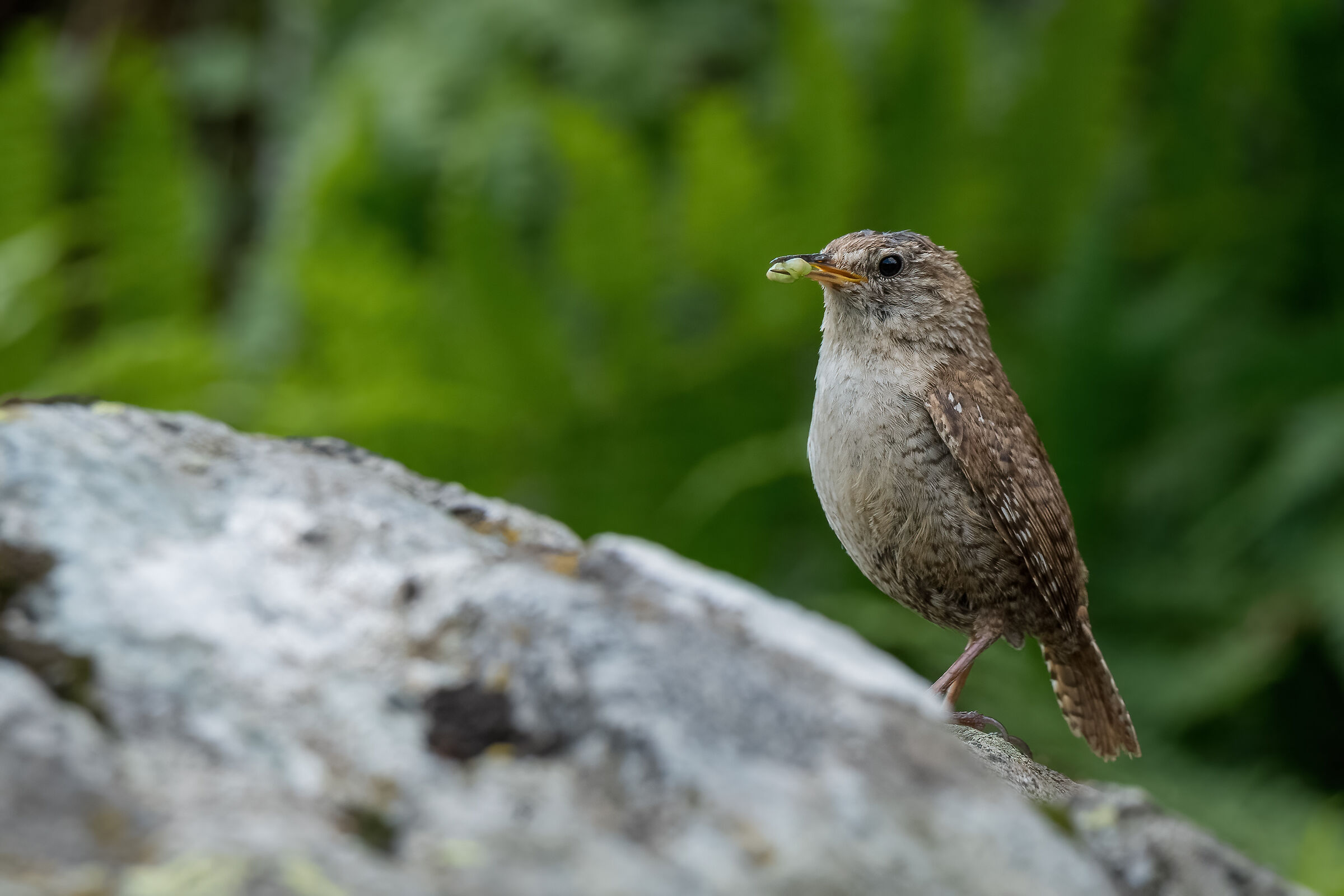Wren with imbeccata