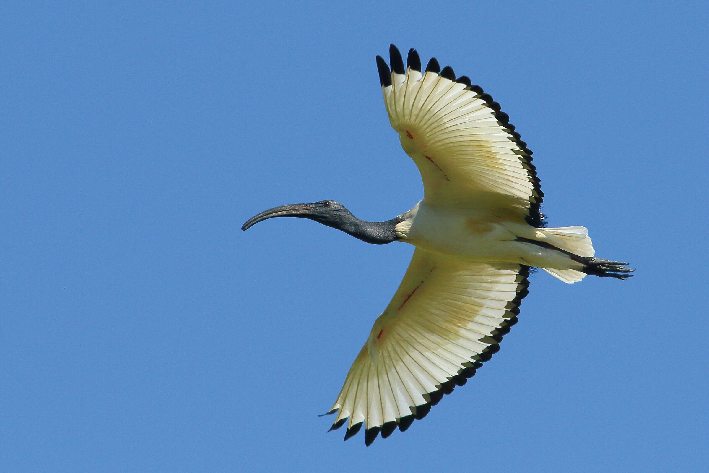 ibis sacro