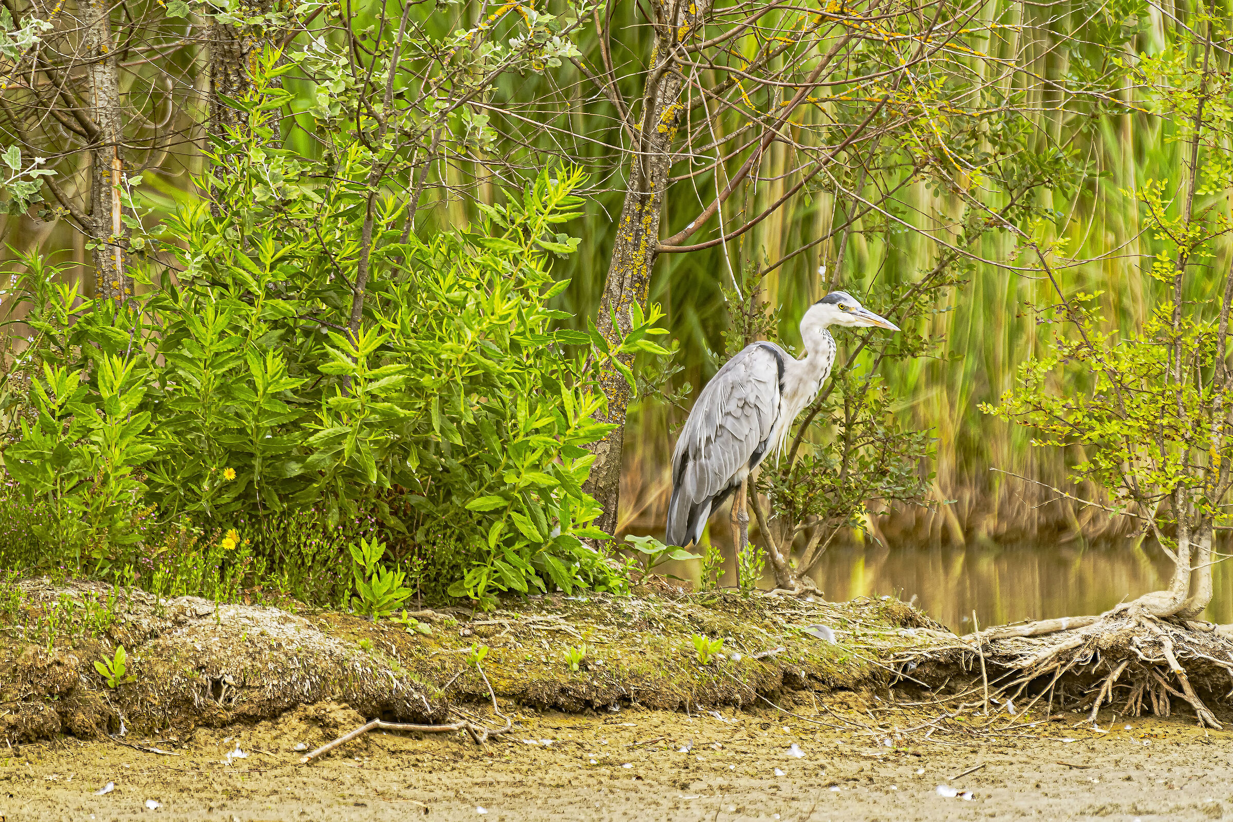 The Gray Heron is dry.