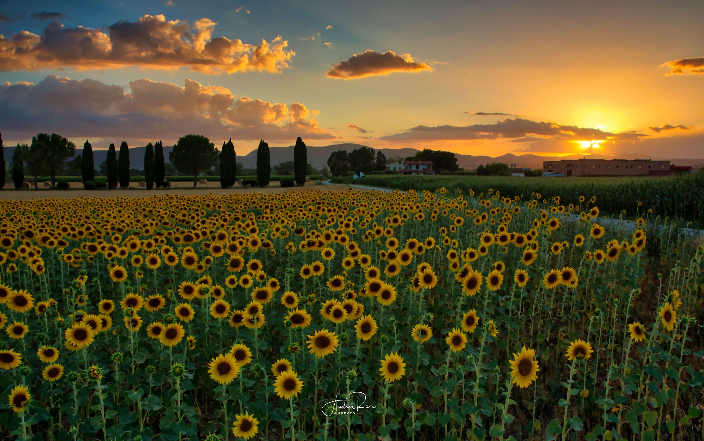 Sunset & Sunflowers