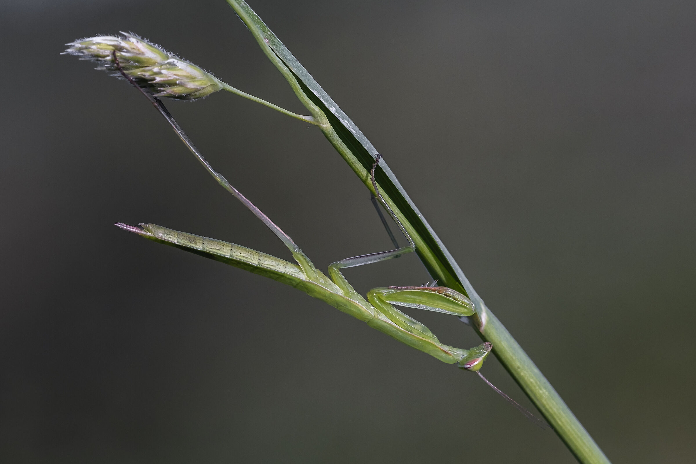Mantis religiosa