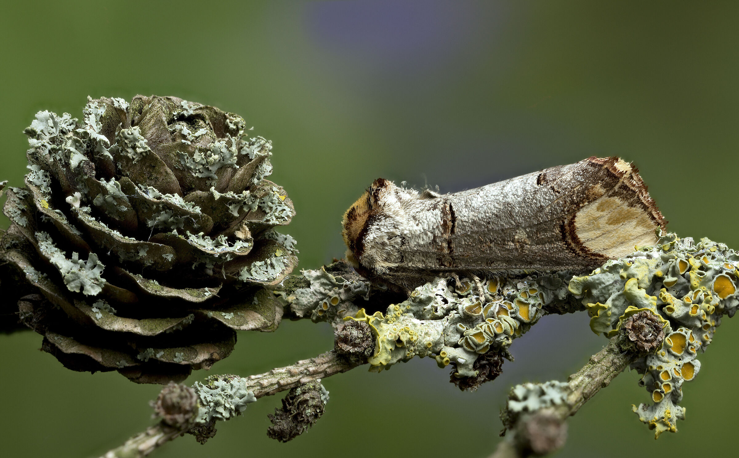 Bellezza della notte