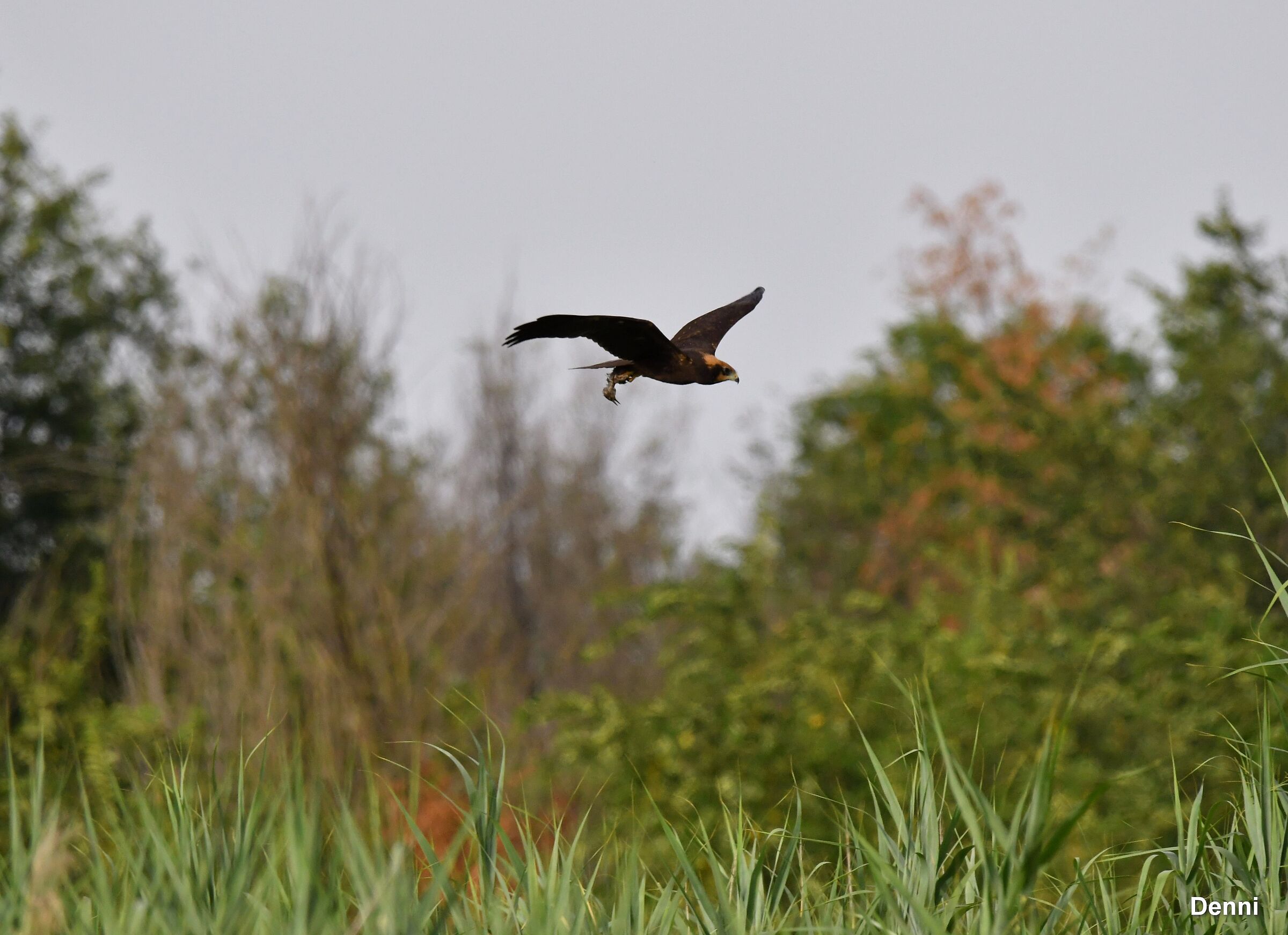 let's bring it to the nest