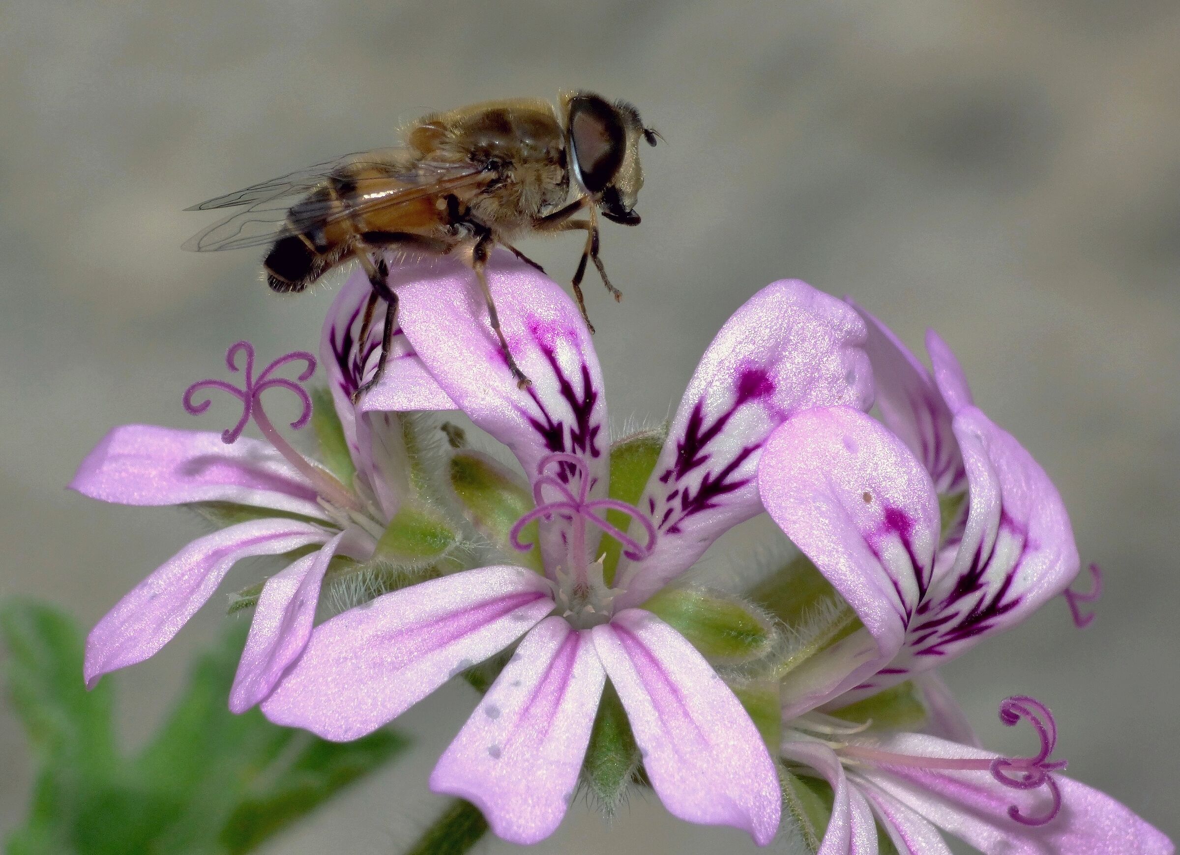 Eristalis tenax