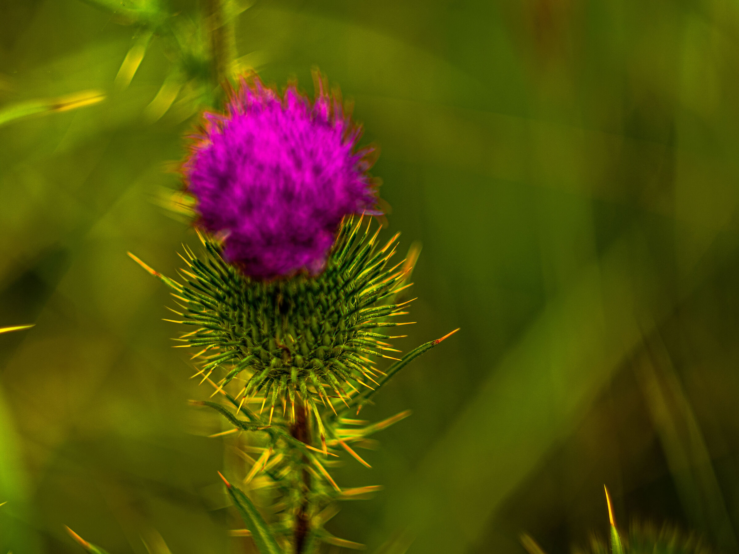 Thistle