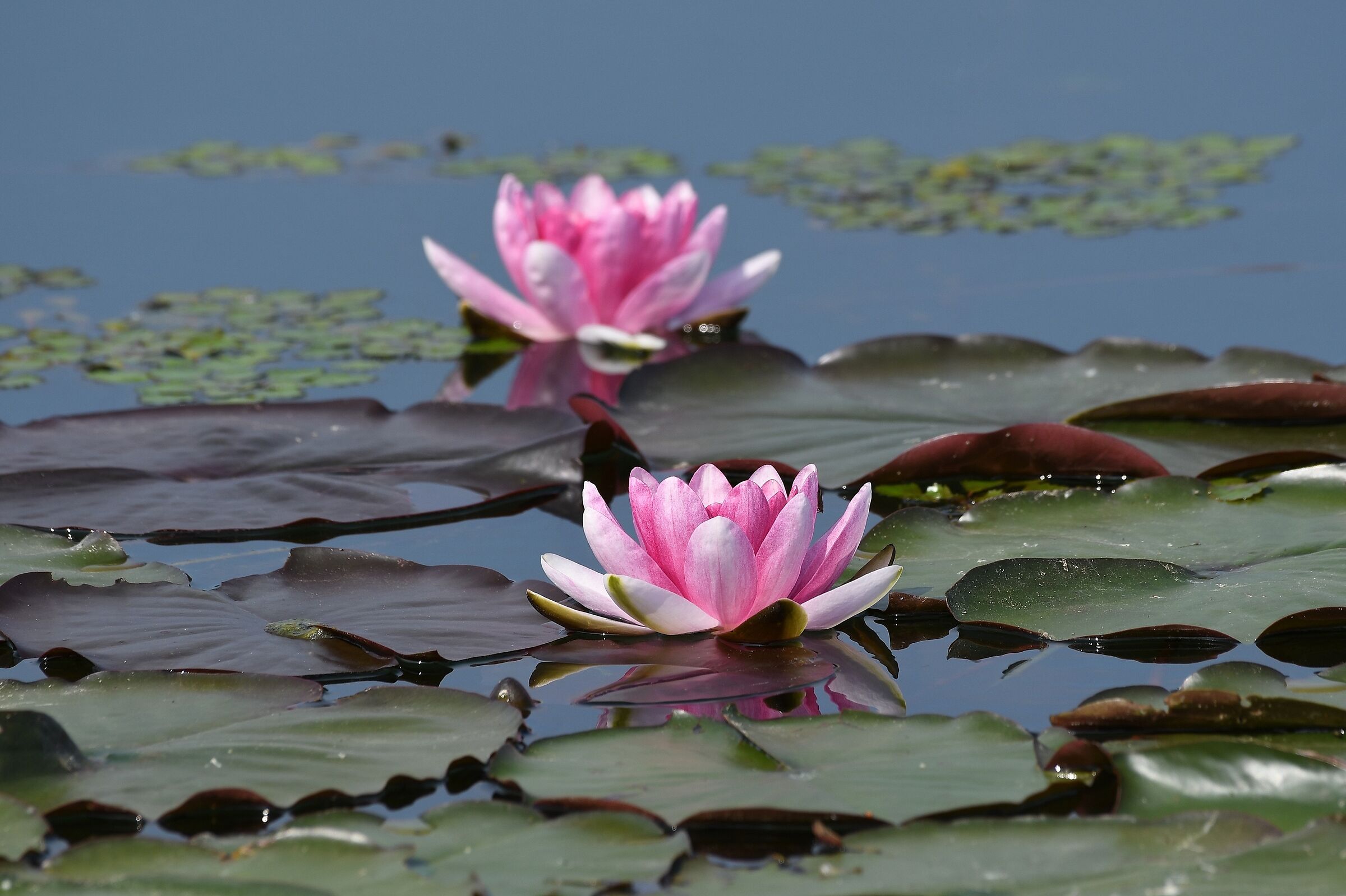 Nimphaea sp.
