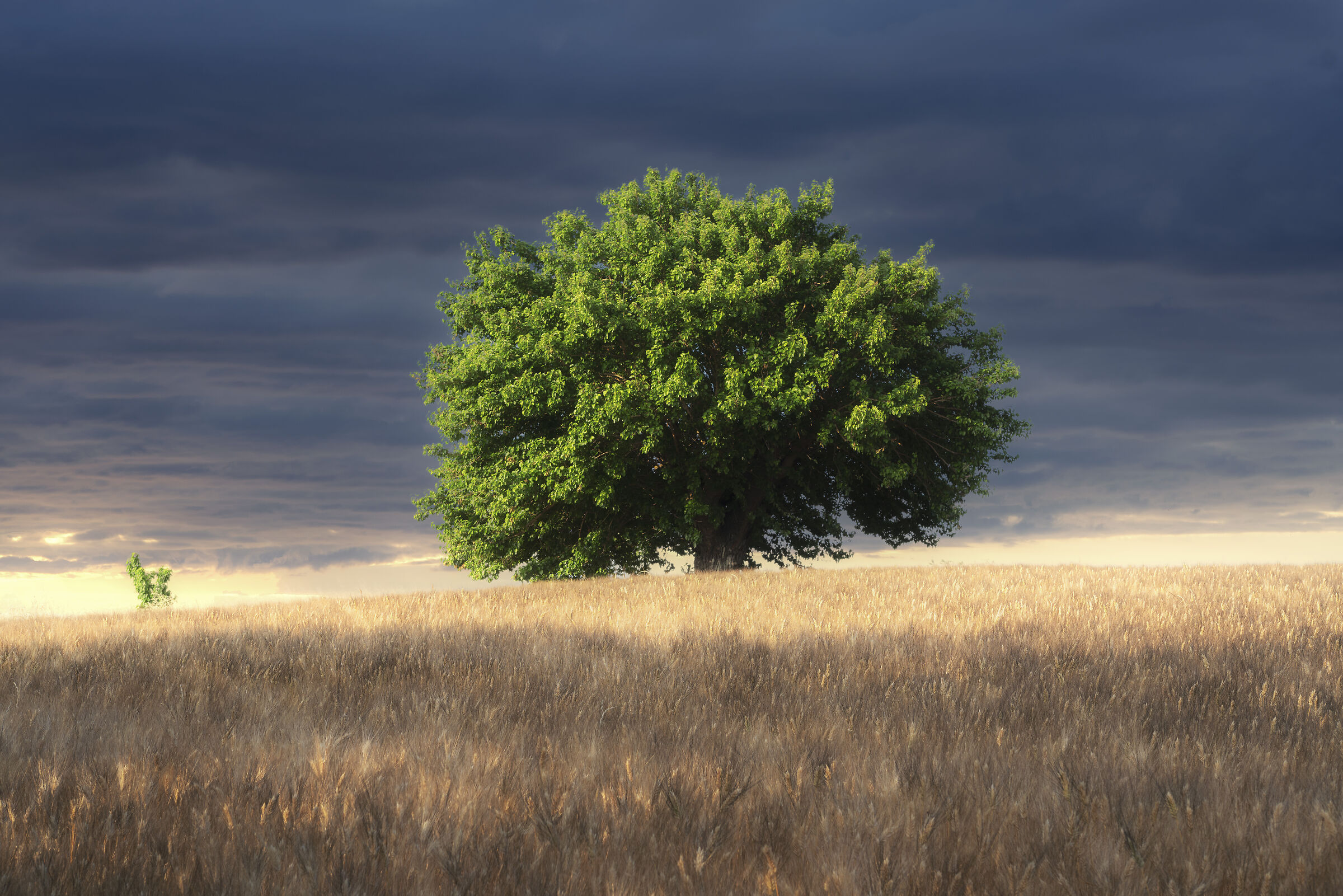 Wheat and mulberry 2021