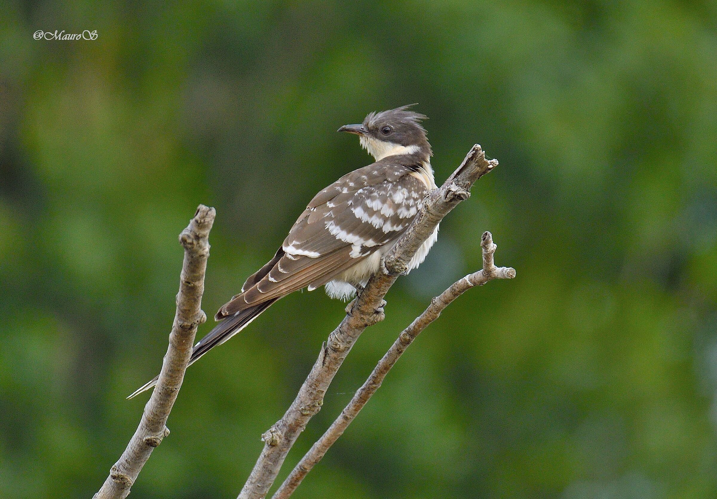 Tufted Cuckoo