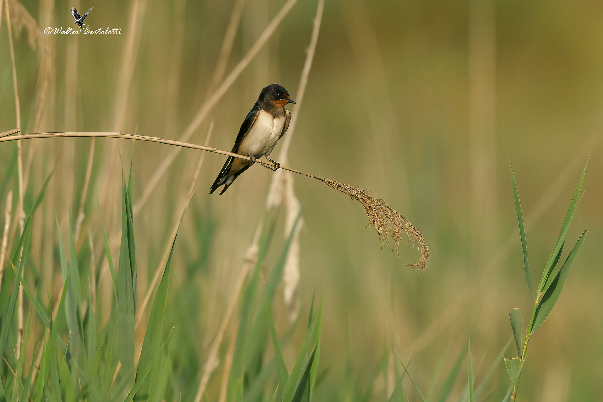 simbolo d'estate e libertà