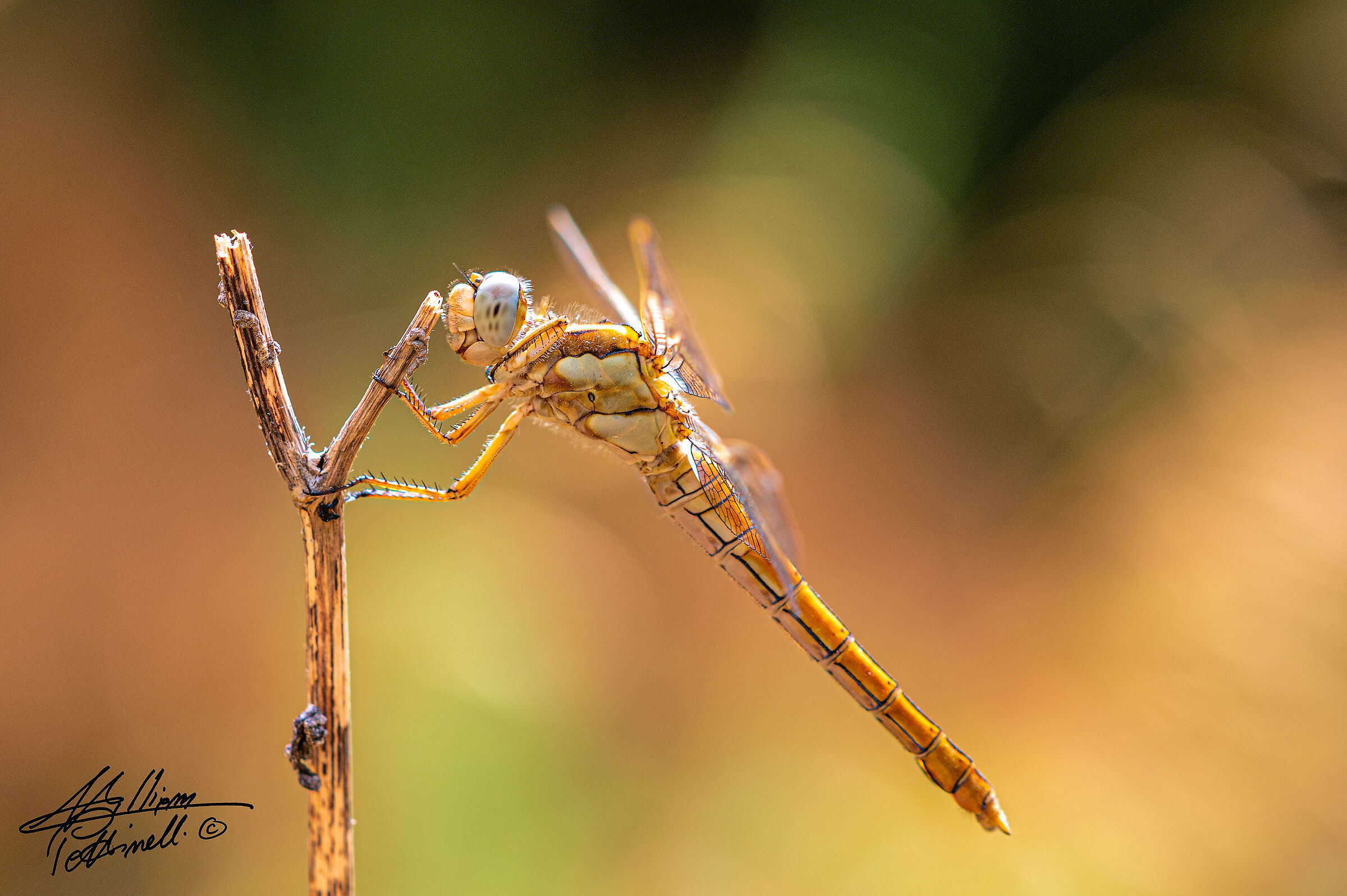 Dragonfly