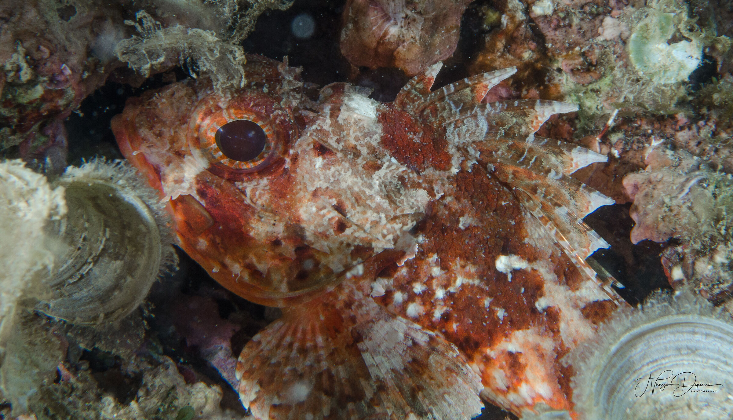 Scorpena scrofa