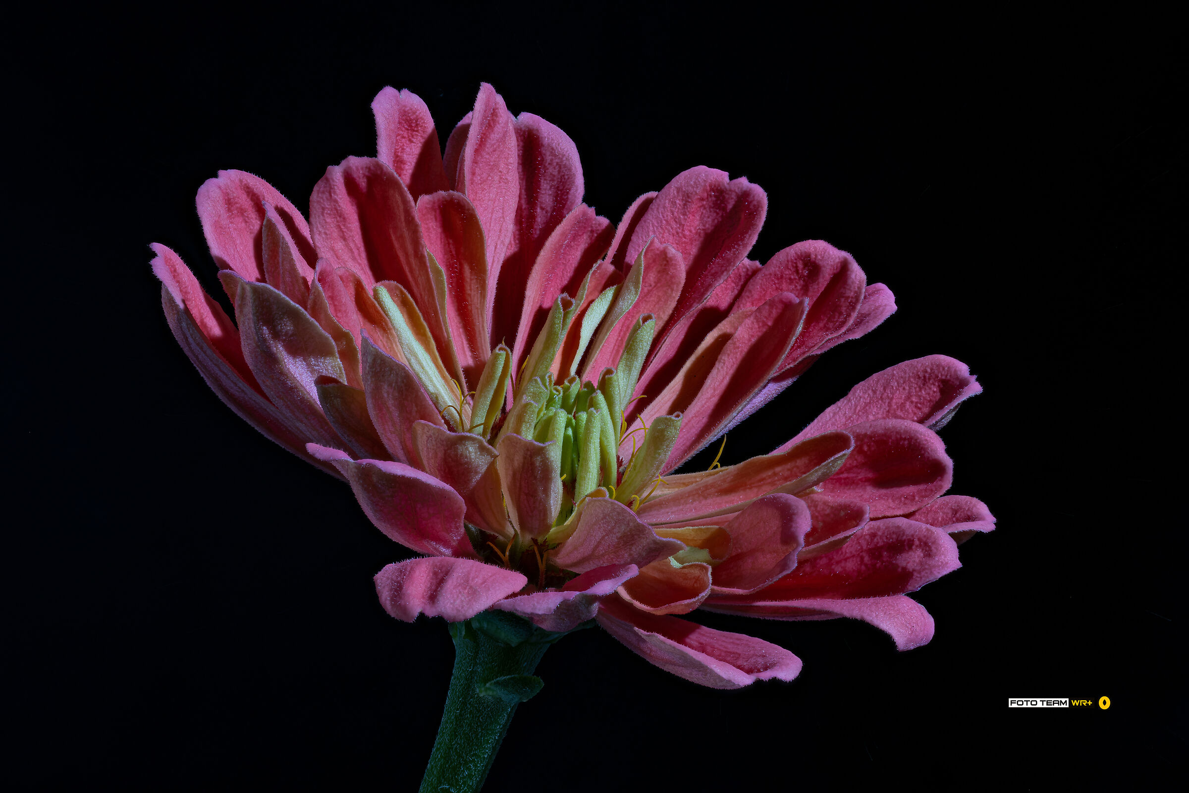 Zinnia