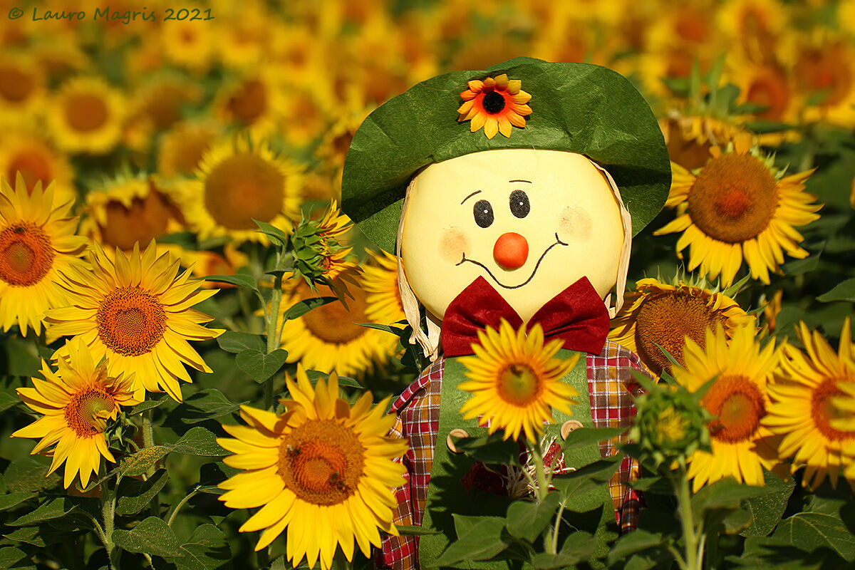 Un sorriso tra i girasoli