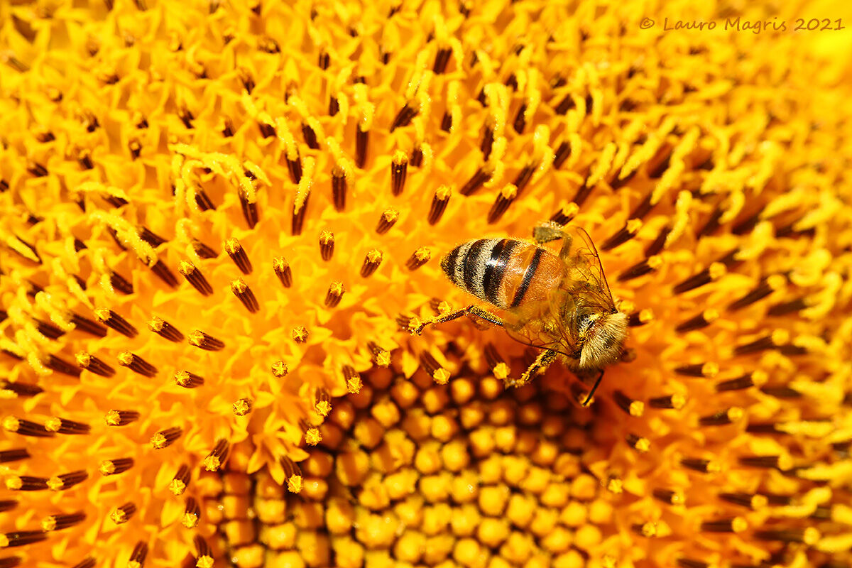 Raccoglitrice di polline