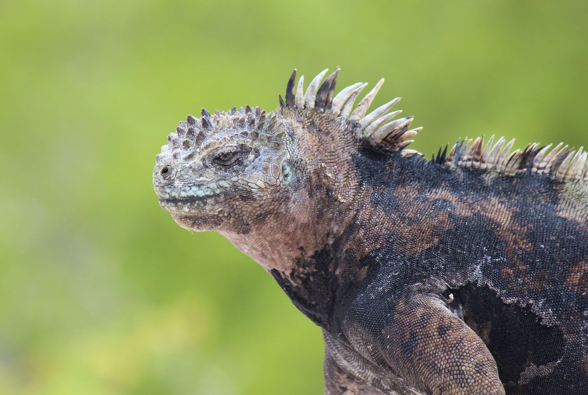 A postcard from Jurassic