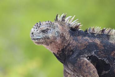 Amblyrhynchus cristatus