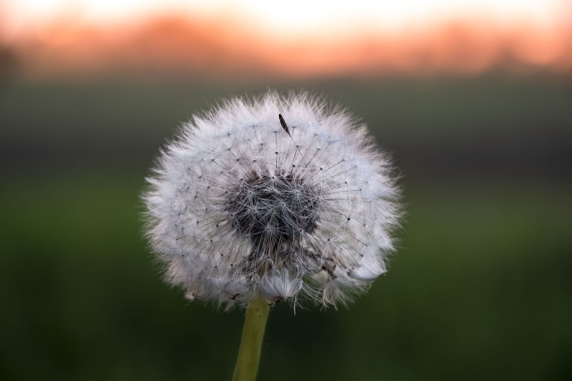 Dandelion