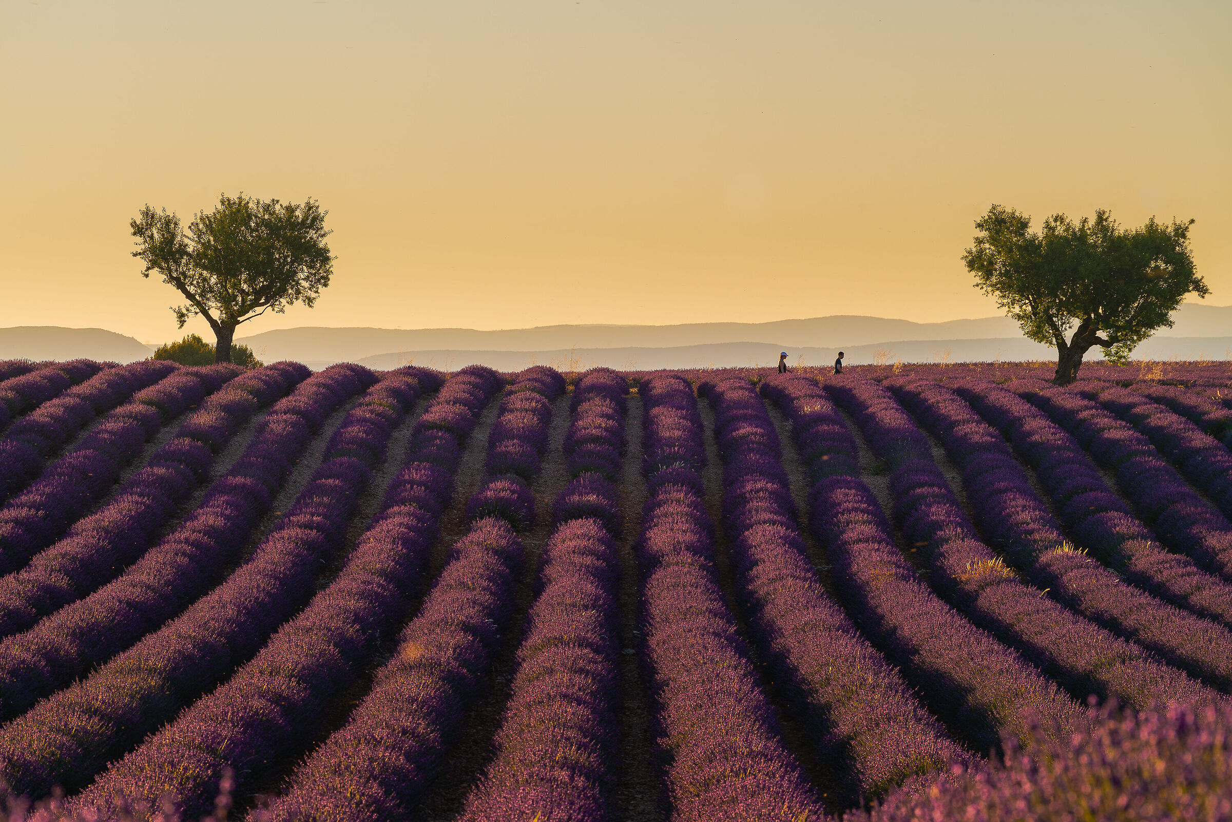 valensole al tramonto