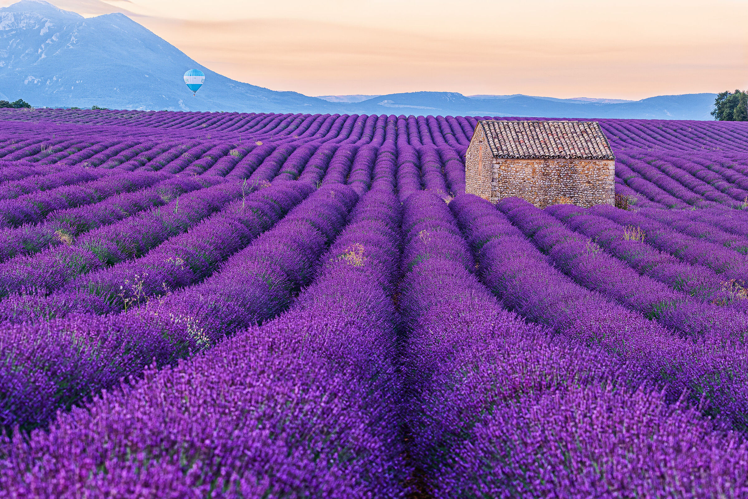 valensole all'alba