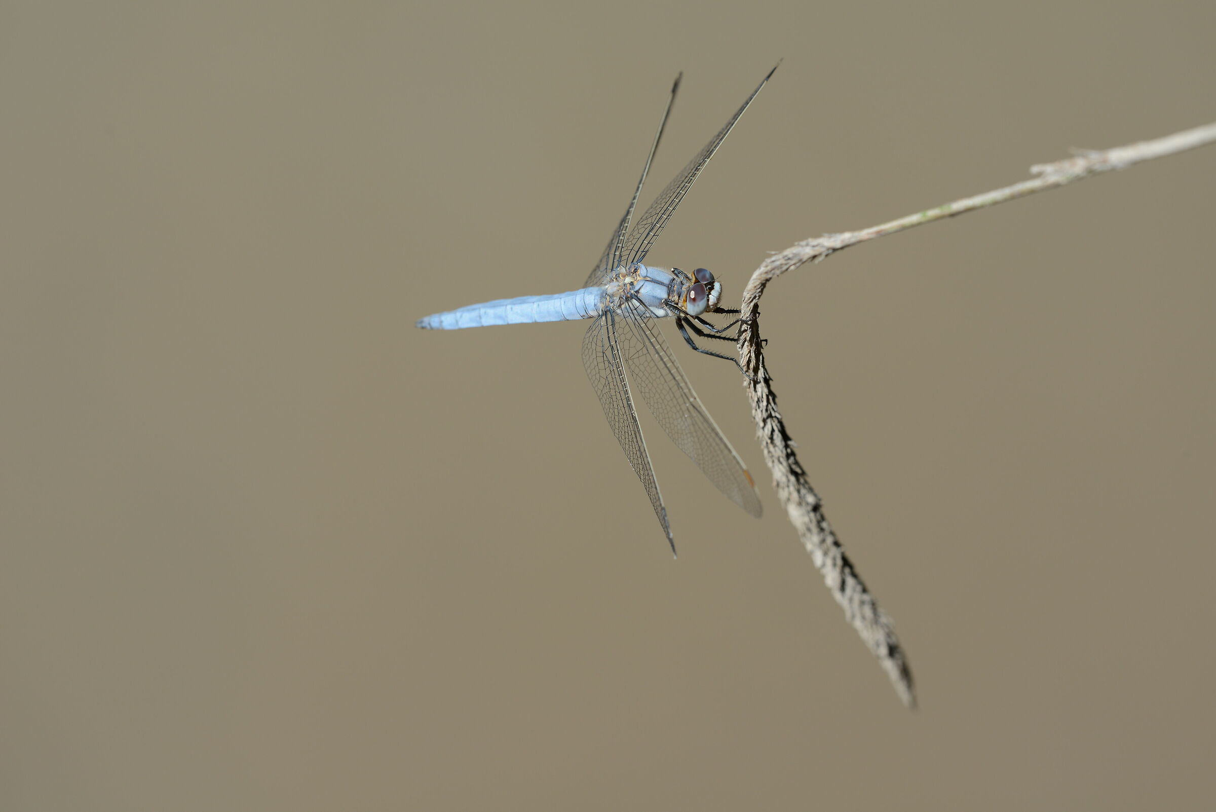 Libellula