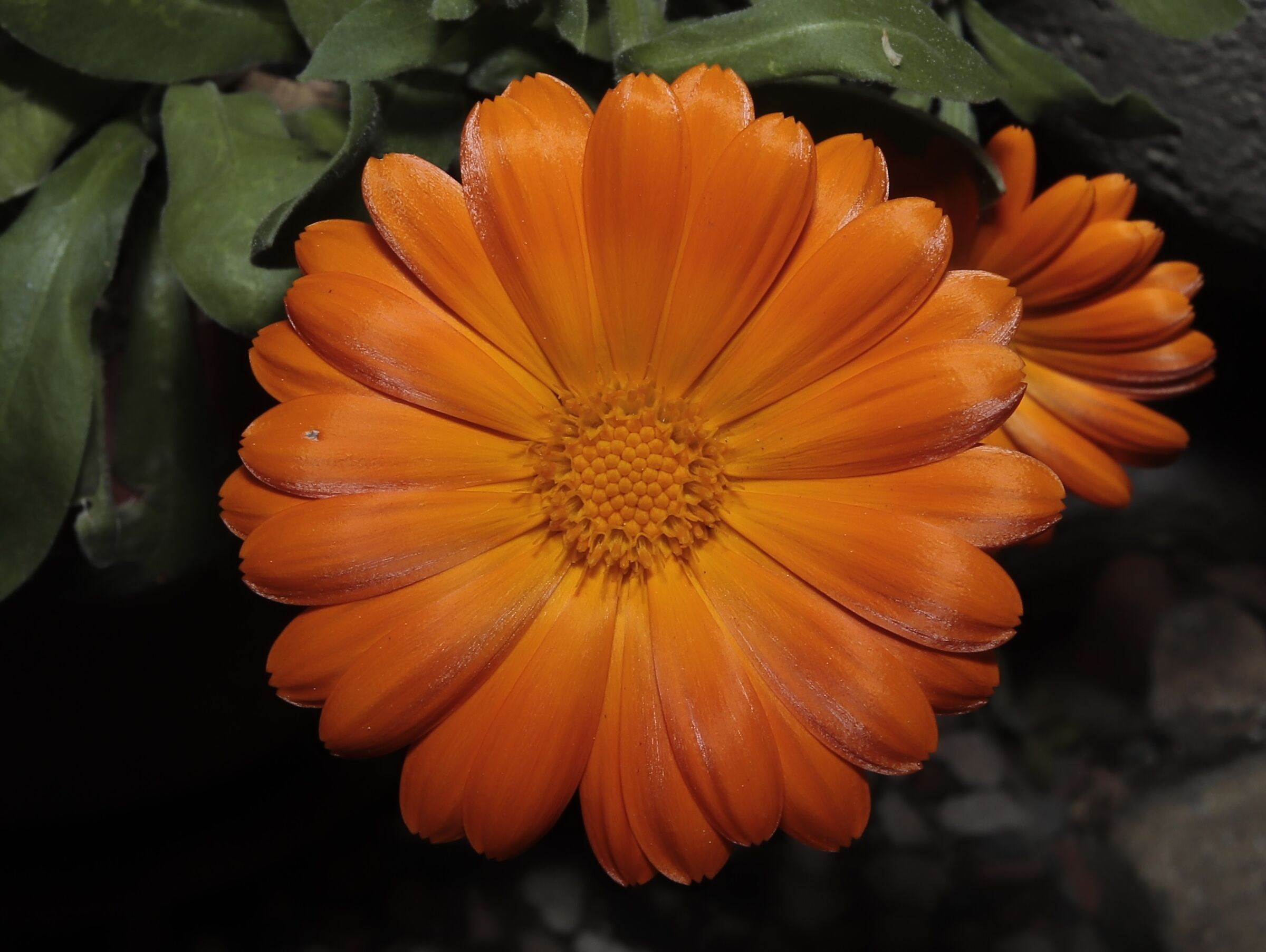 Calendula nel mio giardino 2/05/2020