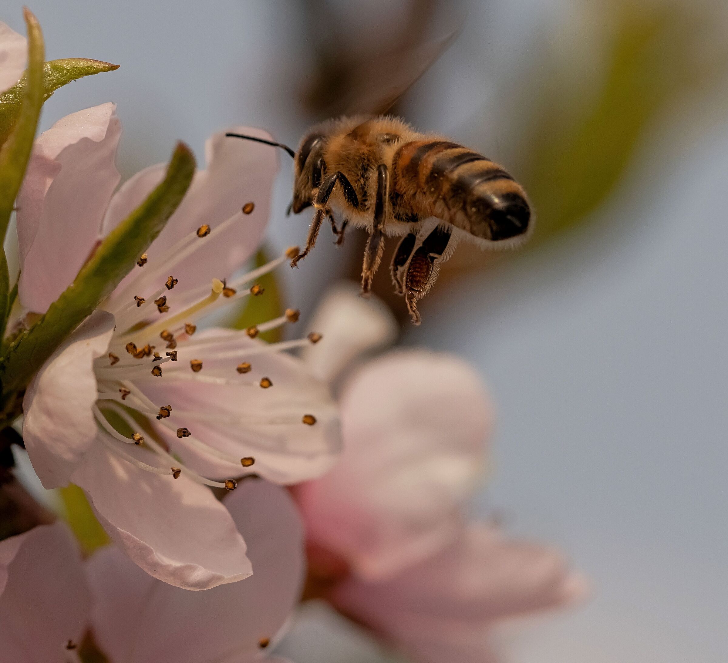 ape in volo in arrivo su fiore di pesco 26/03/2021