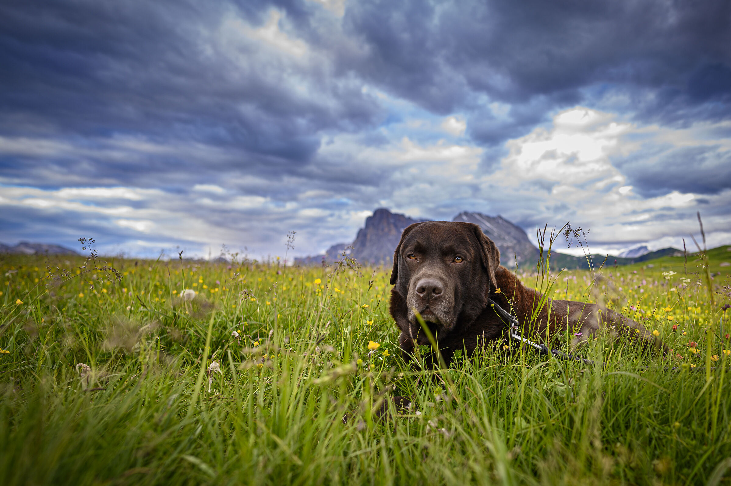 The holidays of a chocolate Labrador