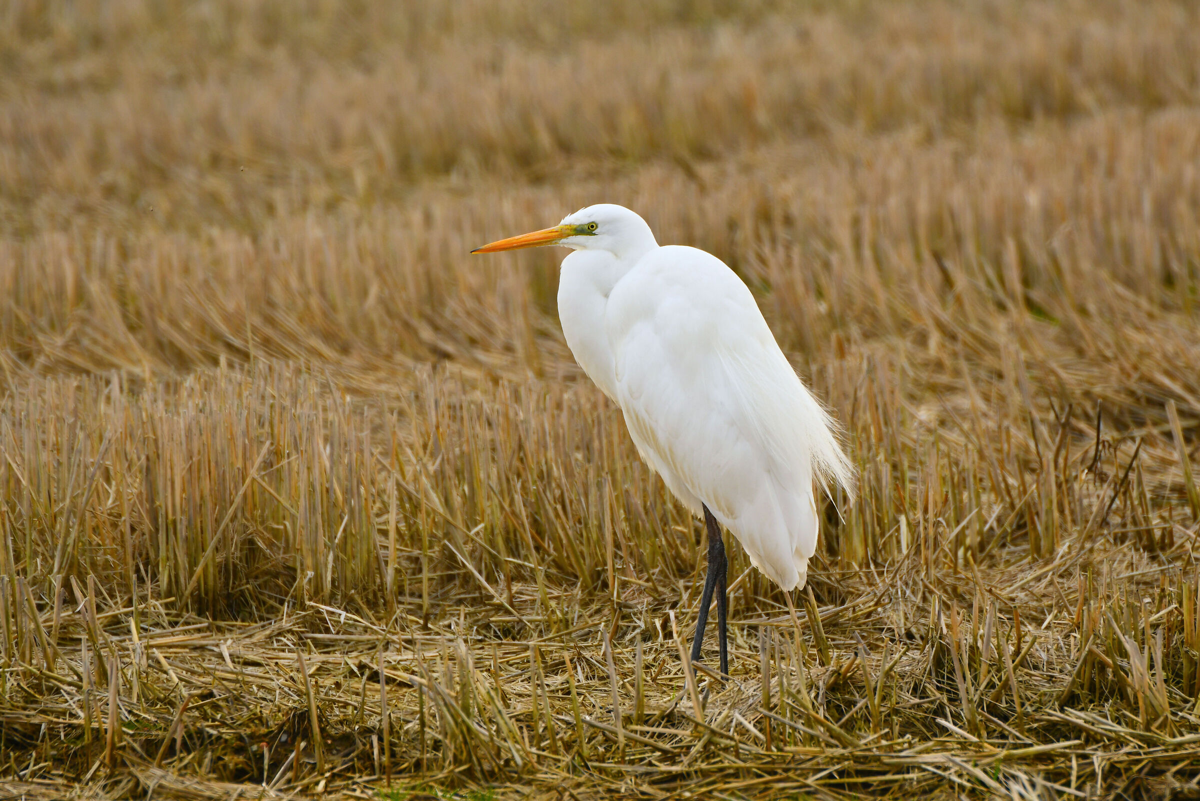 Airone bianco maggiore