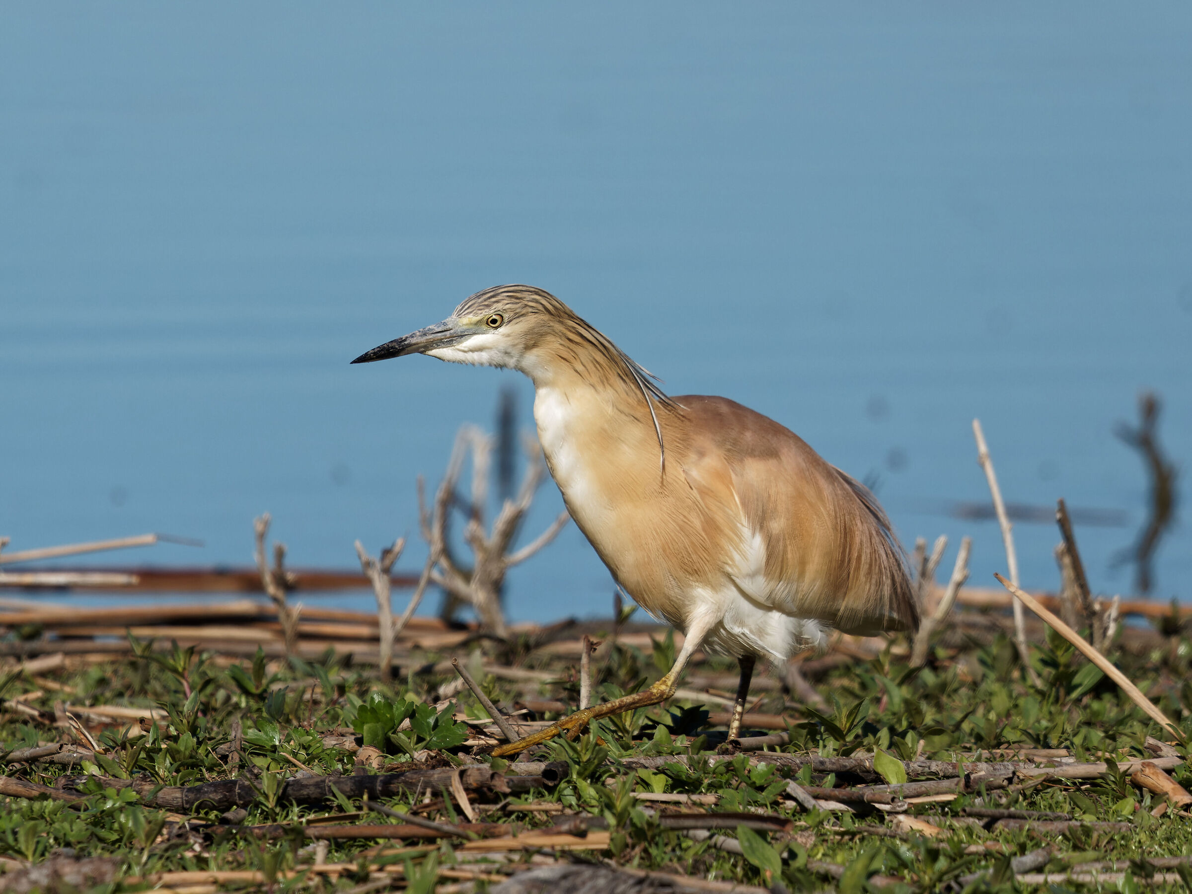 Hunting