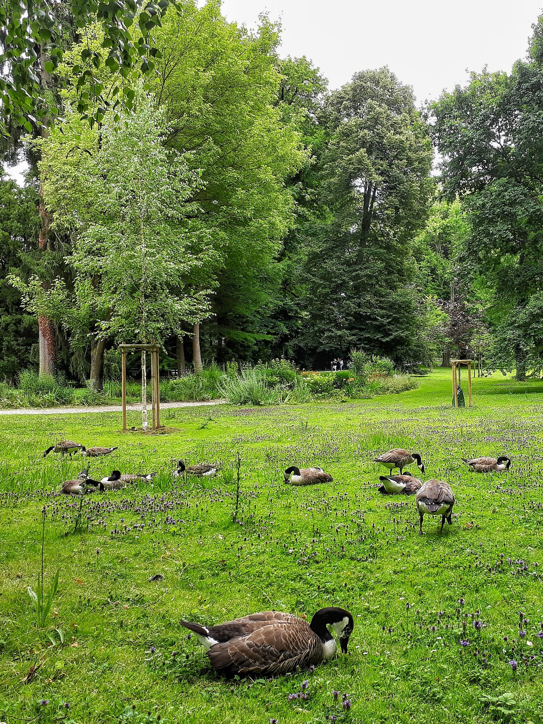 Canada geese
