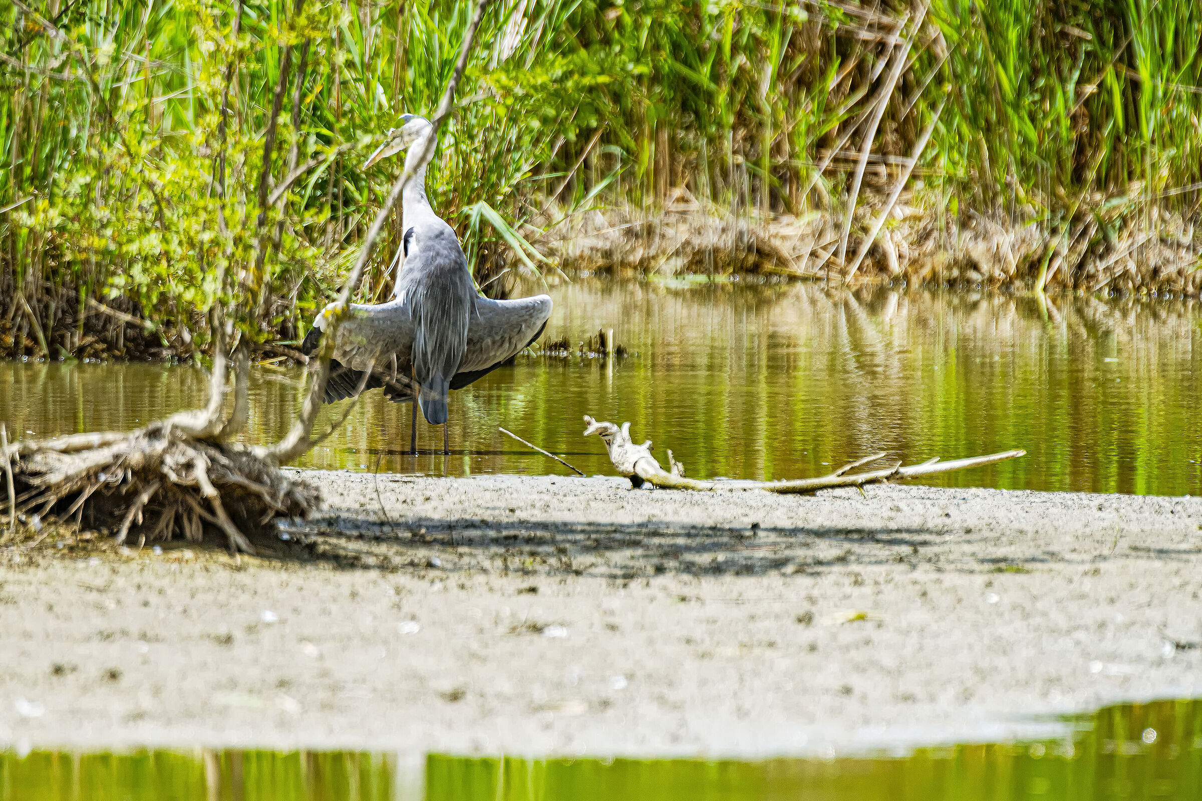 Gray heron in the plumage toilet