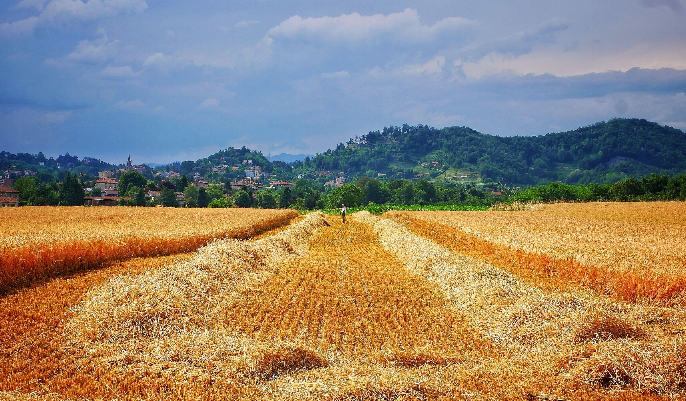 campo di grano