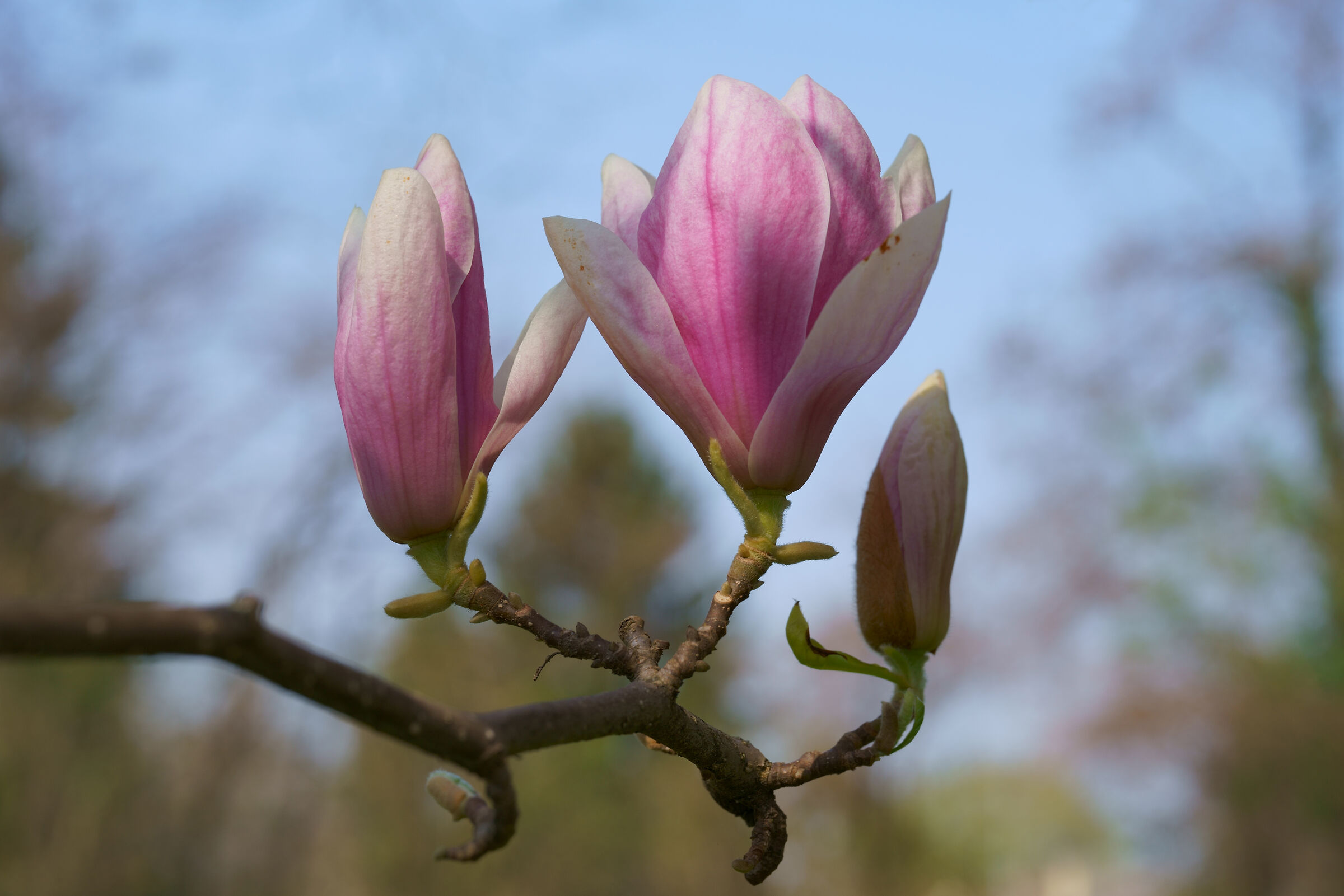 Fiori di magnolia
