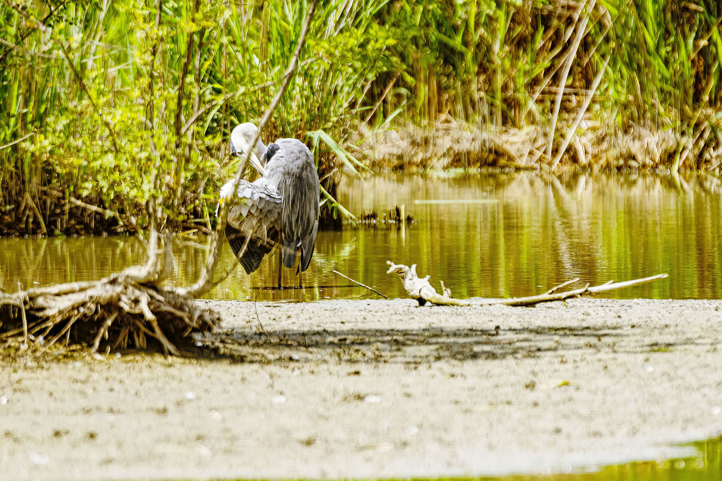 grey heron