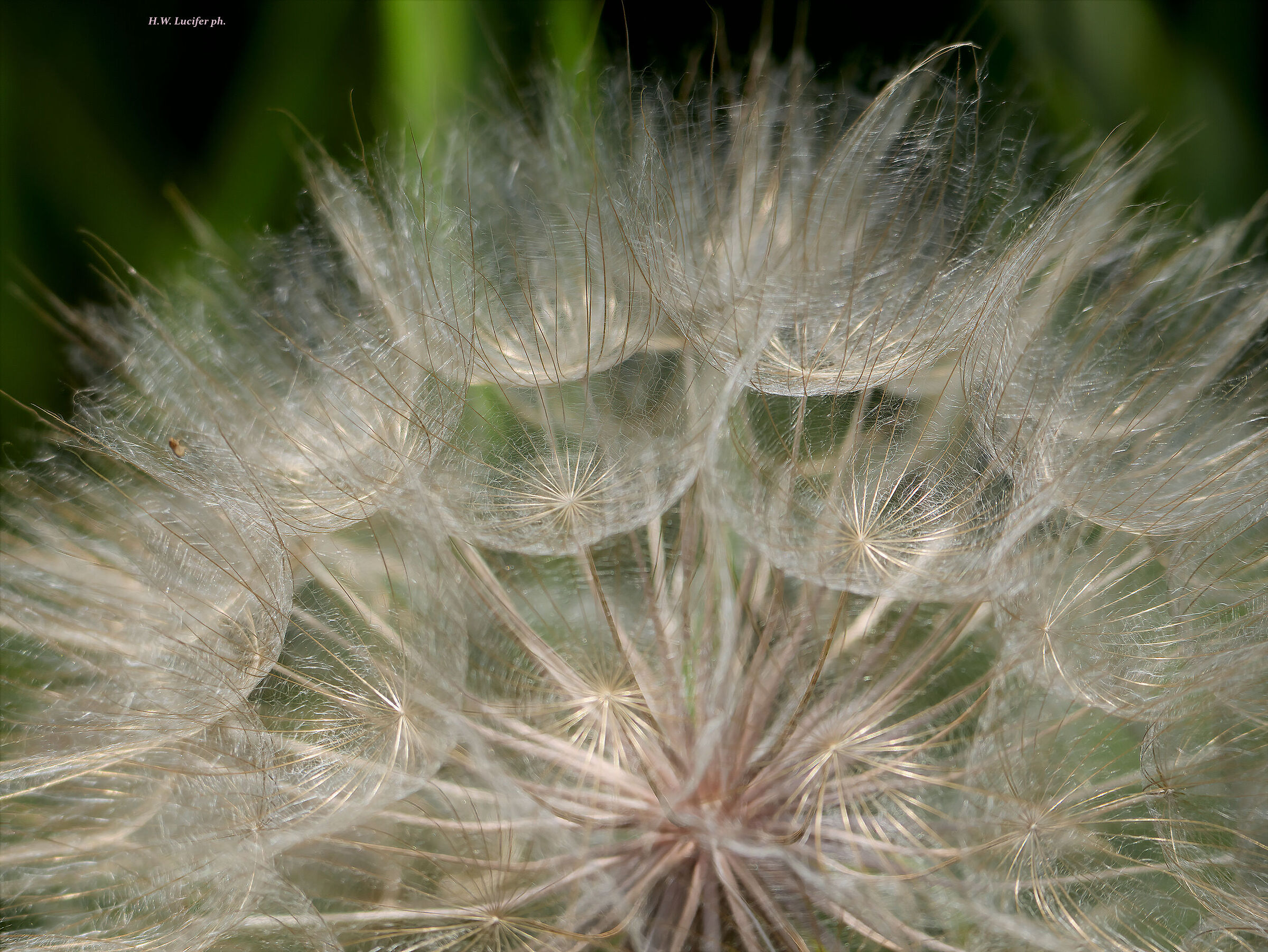 Tenui delicati calici