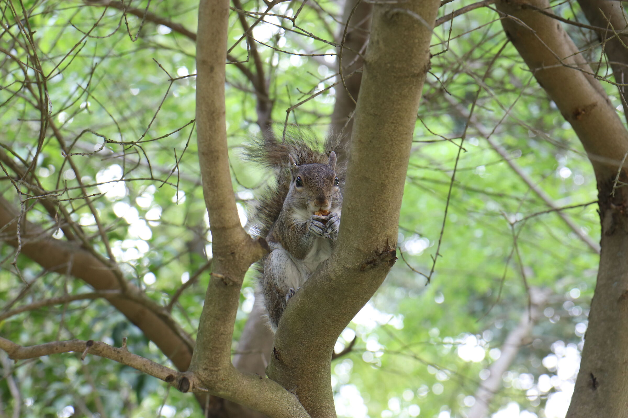 The squirrel and the walnut
