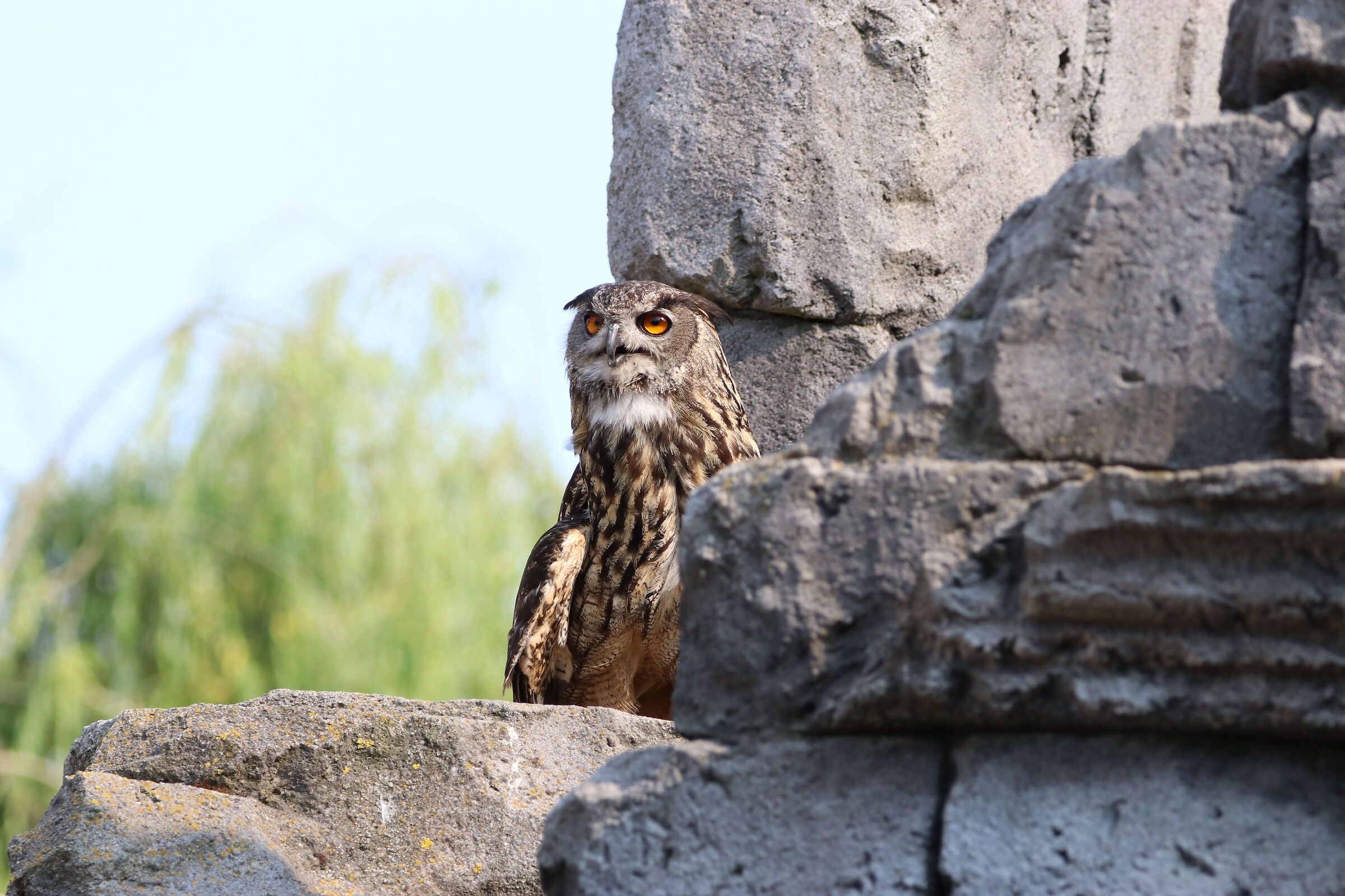 Owl